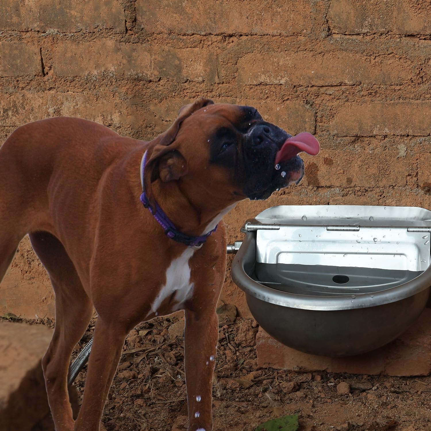 Dispensador automático de cuenco de agua para perros, comedero de agua de acero inoxidable para aves de corral y ganado pequeño