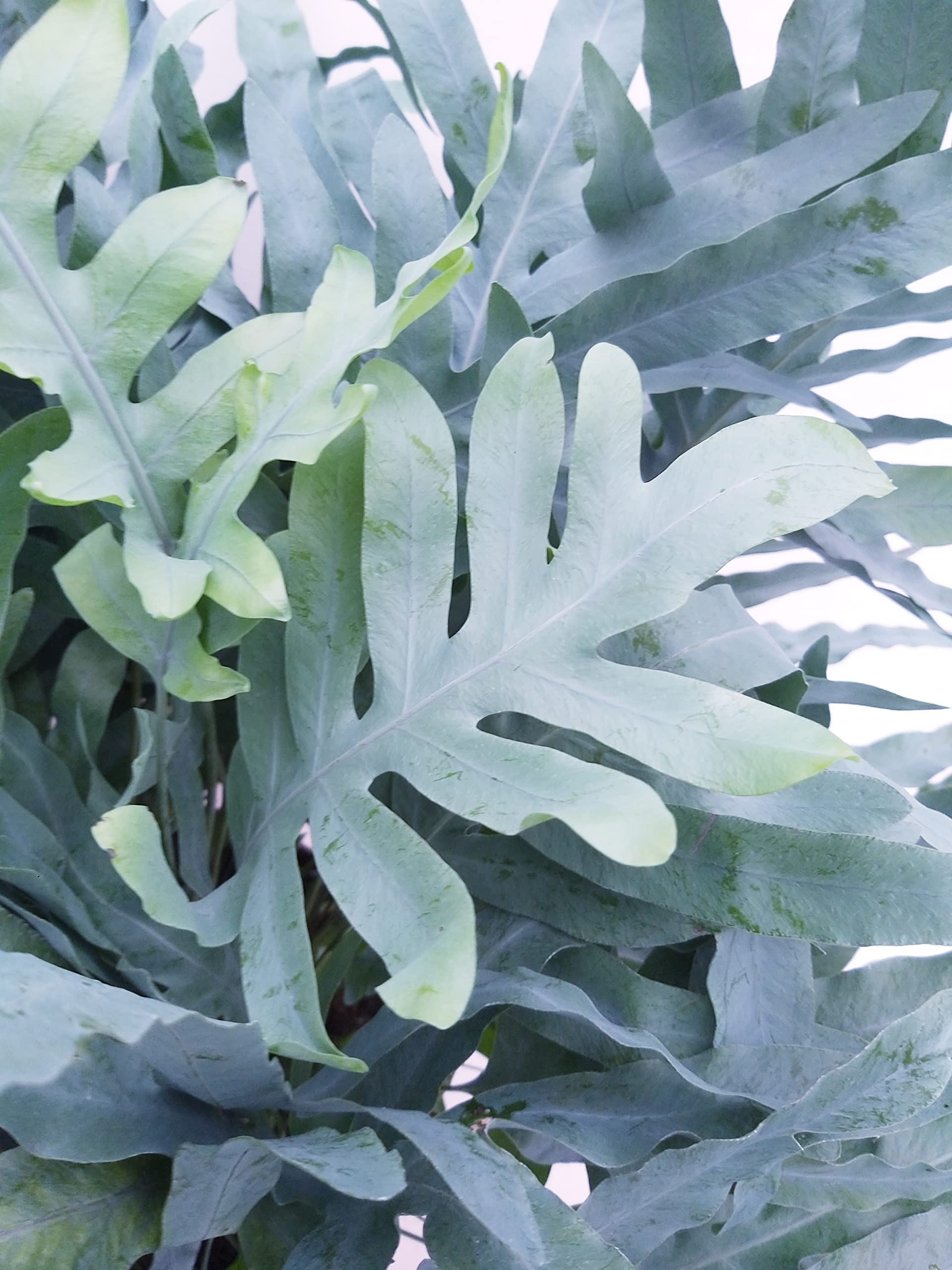 POWERS TO FLOWERS - FELCE PHLEBODIUM AUREUM BLUE STAR XXXL, VASO 26CM, piante vere