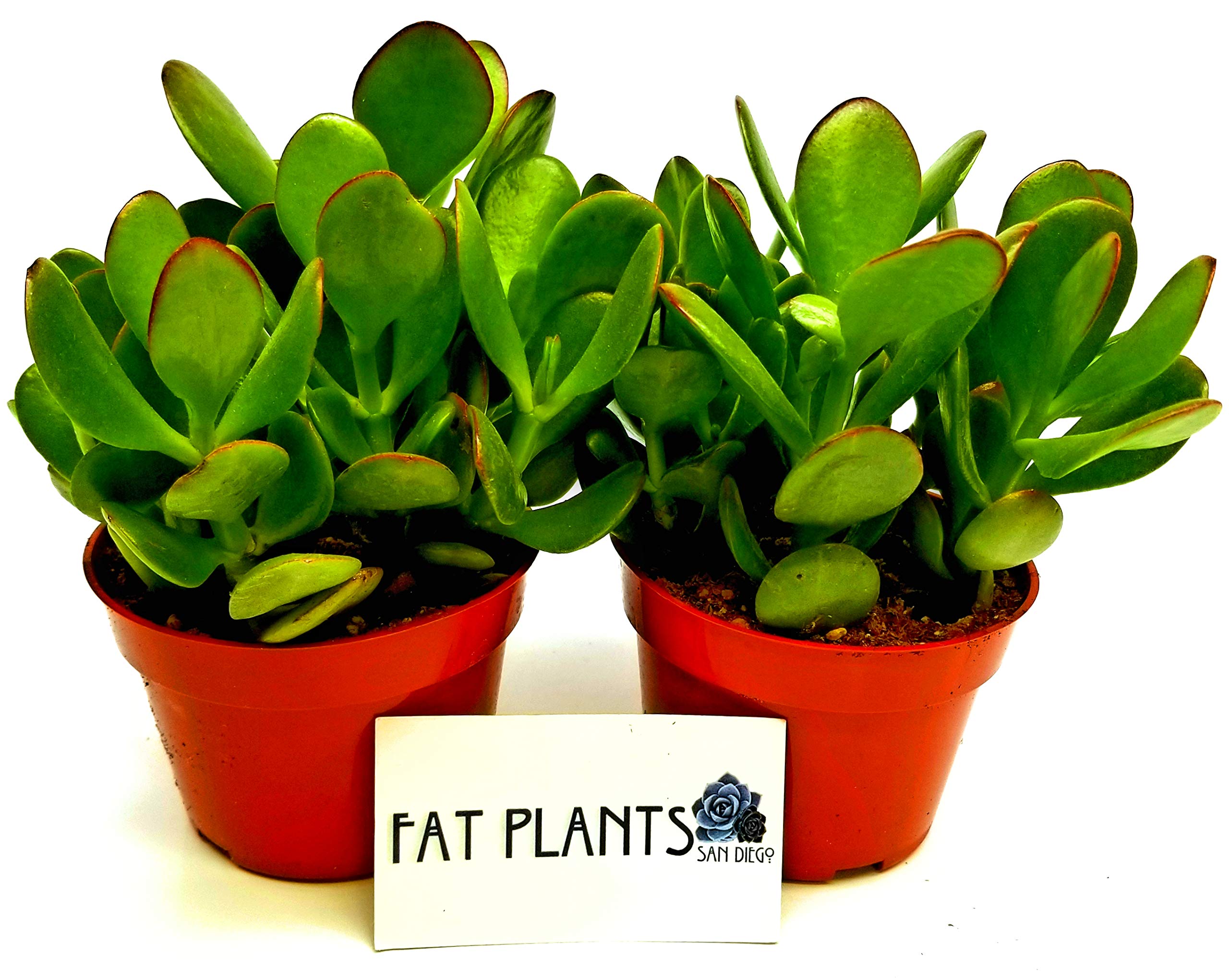 Amazon.com: Fat Plants San Diego 多肉植物完全植根於4 英吋(約