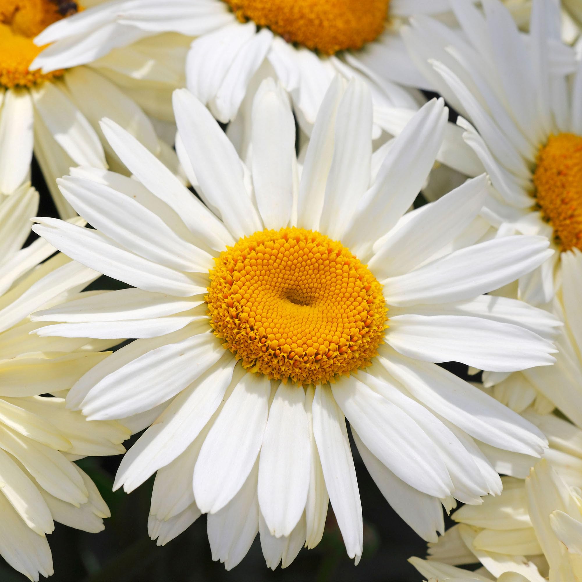 Shasta Daisy Leucanthemum Broadway Lights - Real Outdoor Plants - Hardy Perennial Flowers - Live Plant for Patio Pots, Beds, Borders - Summer Flowering Plant for UK Gardens (9cm Pot, 10-20cm)