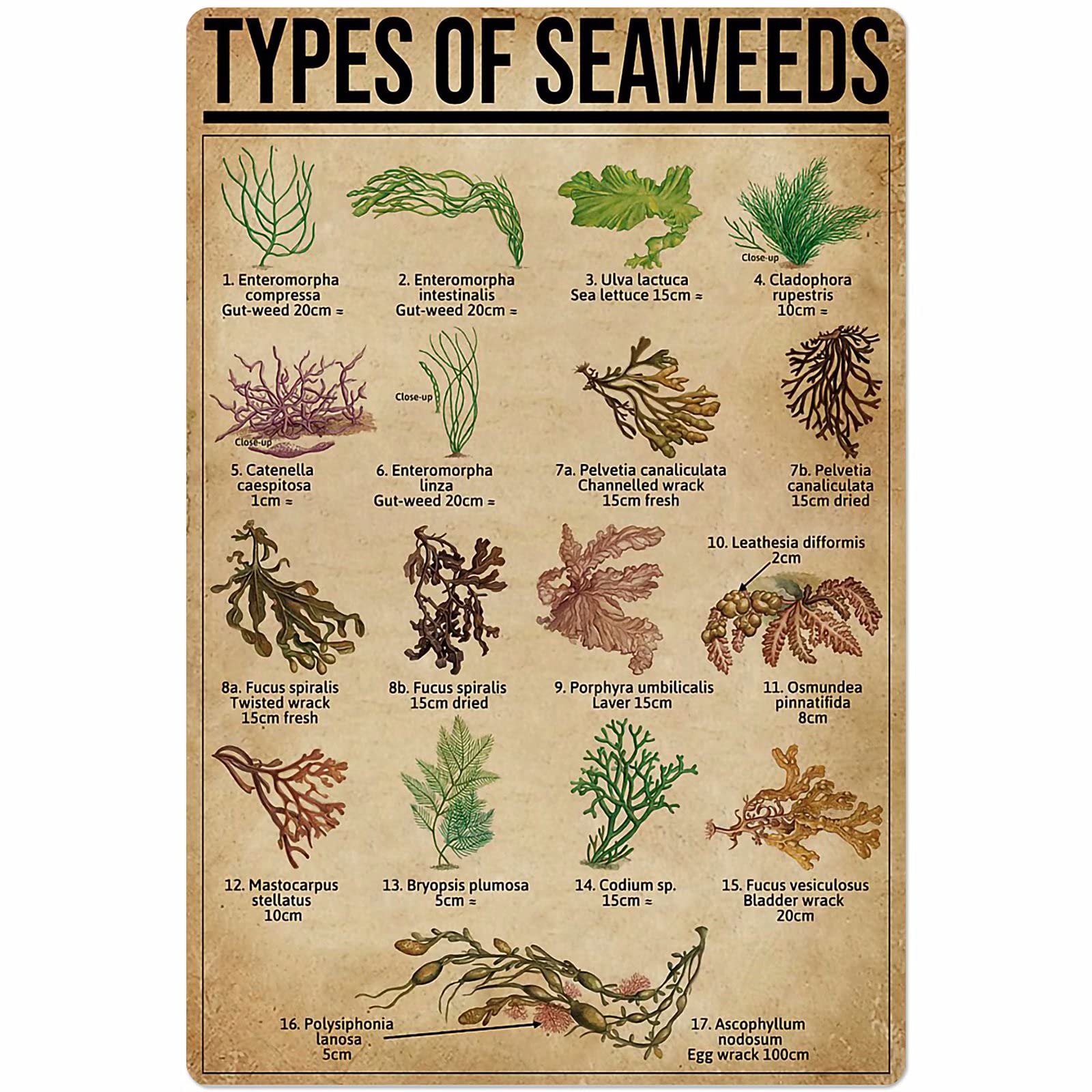 Types Of Seaweeds Posters Wall Decor Metal Signs Children'S Science Knowledge Retro Room Decor Bedroom Printing Plaque 8x12 Inches