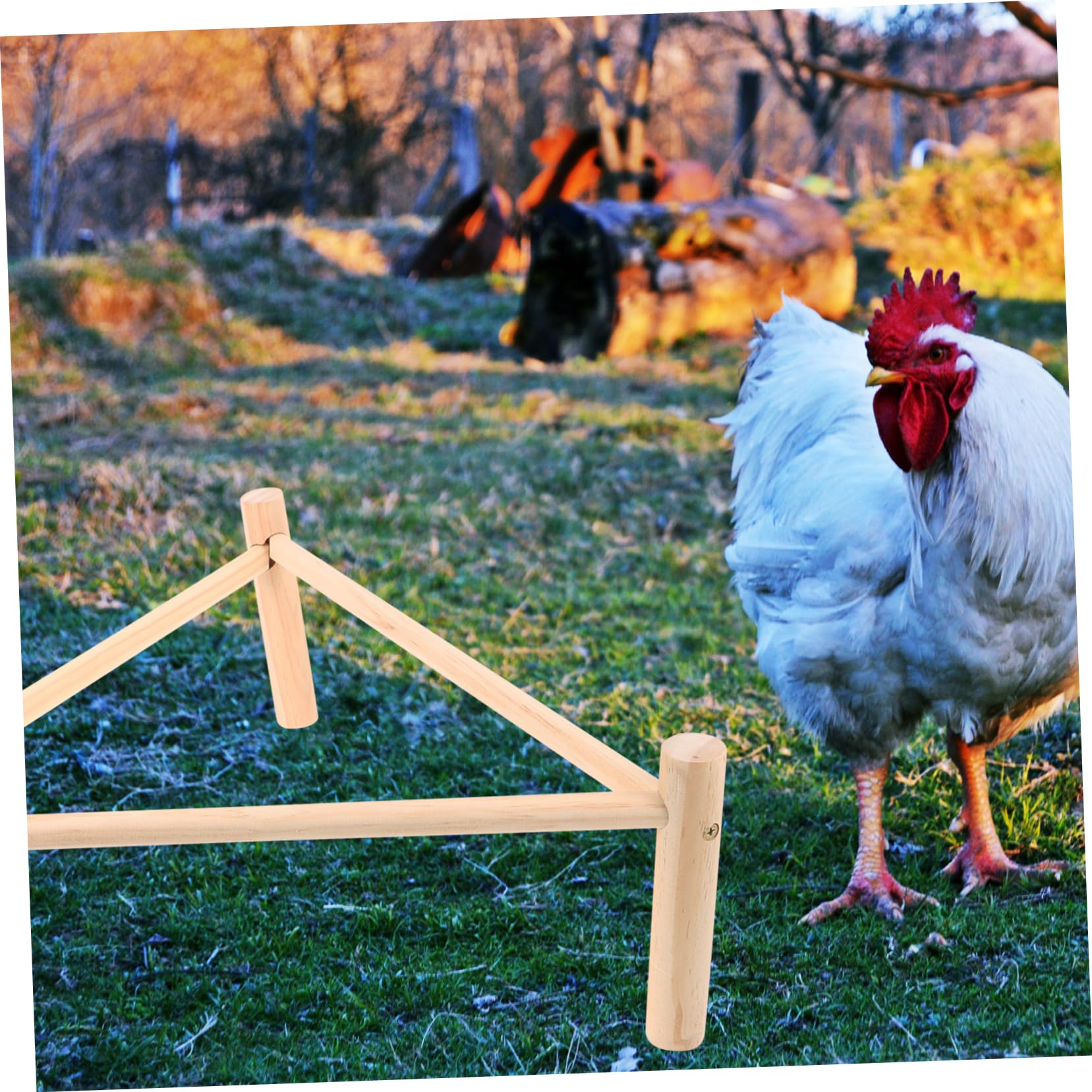 Toddmomy 4 Piezas Soporte de pájaros de Madera cooperativa Perca Extra Columpio de Pollo gallinero Suministro de Mascotas Juguete de Percha de Pollo de pájaros Perca de Pollo Beige