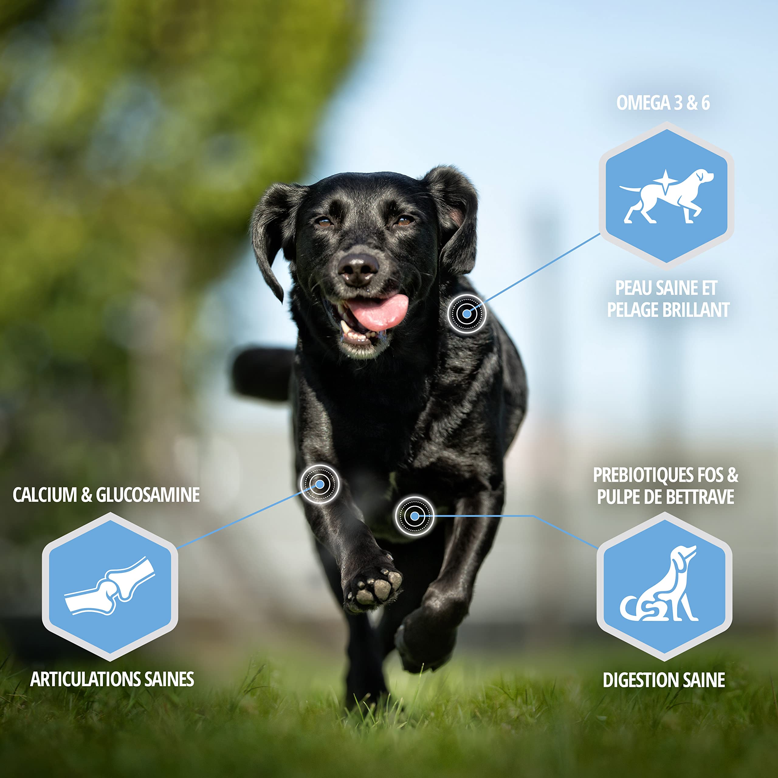 Eukanuba Chien Daily Care Adulte Contrôle de Poids Pour Grande Race Poulet 15kg