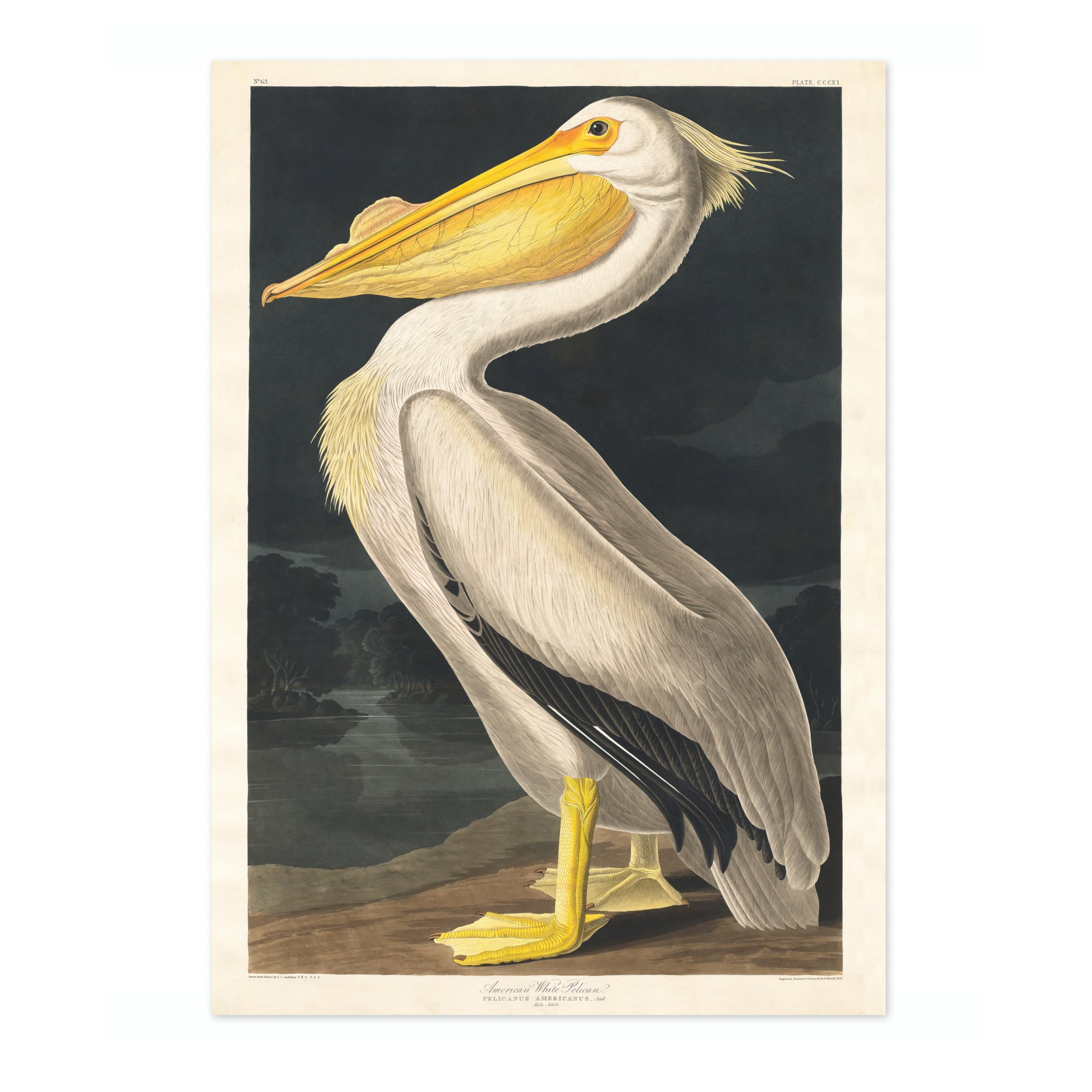 American White Pelican Poster John James Audubon Vintage Bird Illustration Antique Print Ornithology Art, Archival Matte