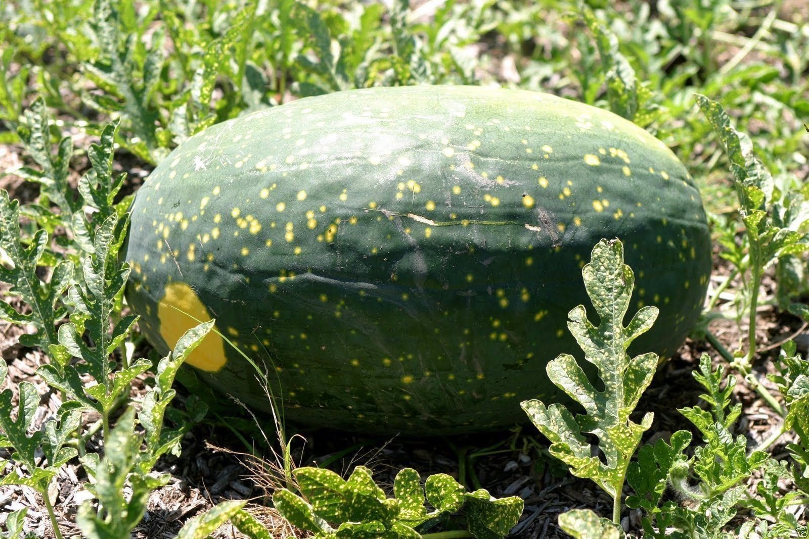 Amazon.com : Watermelon seeds - Moon & Stars-Yellow
