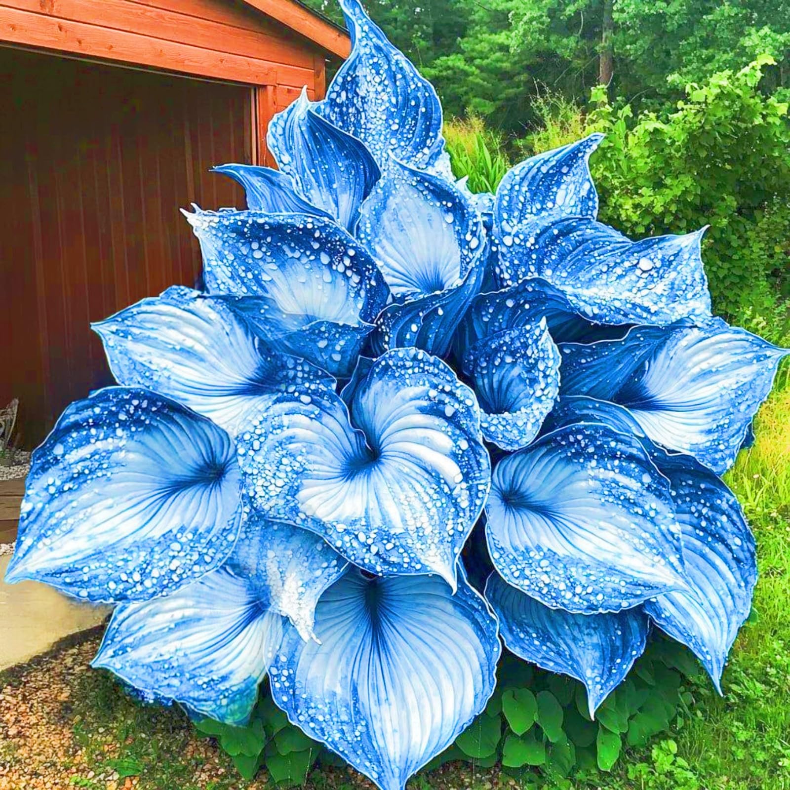 Hosta Plants for Sale, Hardy Perennial, Bulbs Mix, Ornamental Flowers, Hosta Bulbs Live, Easy Plant, Wedding Flowers, 10bulbs-c