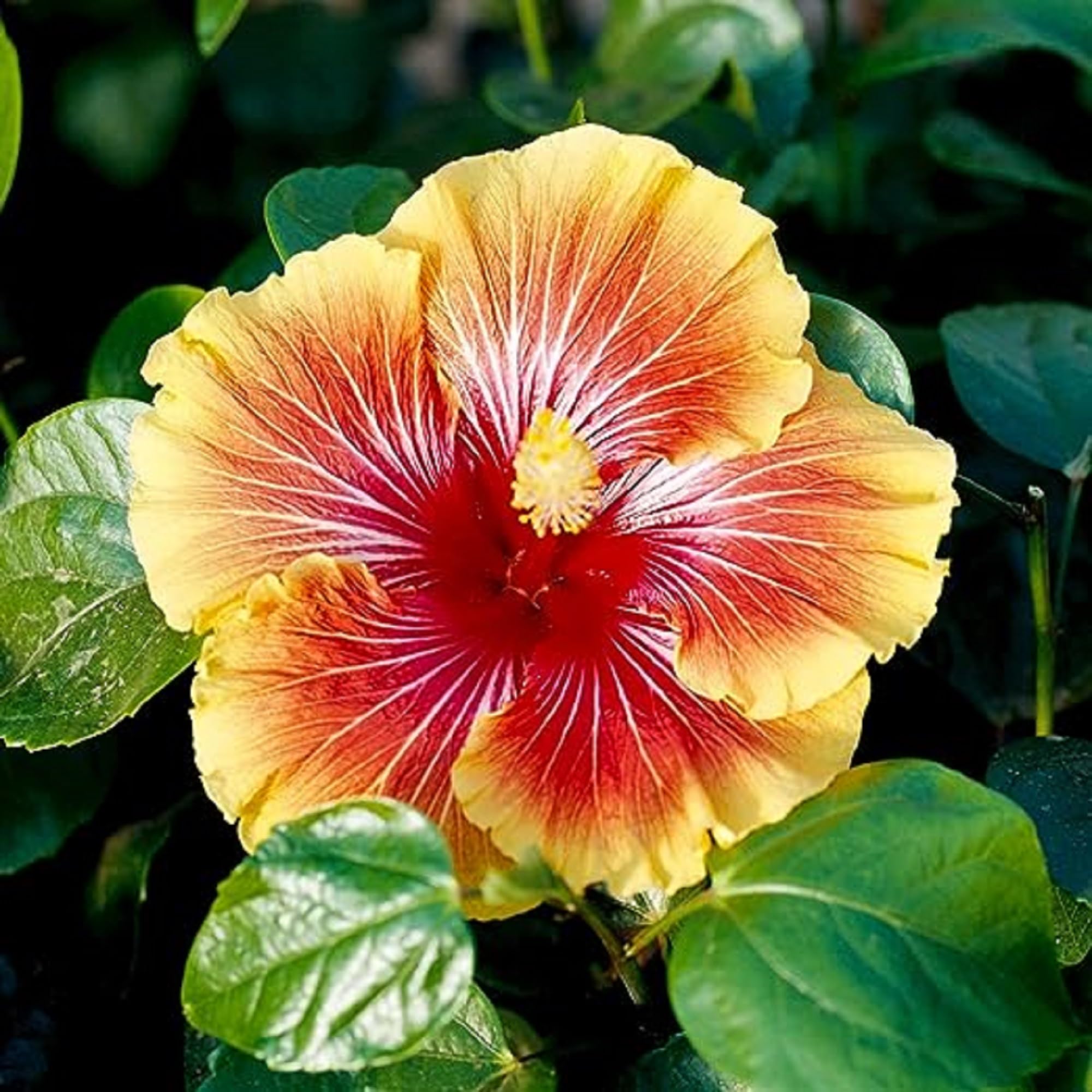Amazon.com: CHUXAY GARDEN Double Pink Yellow Hibiscus Seed 10