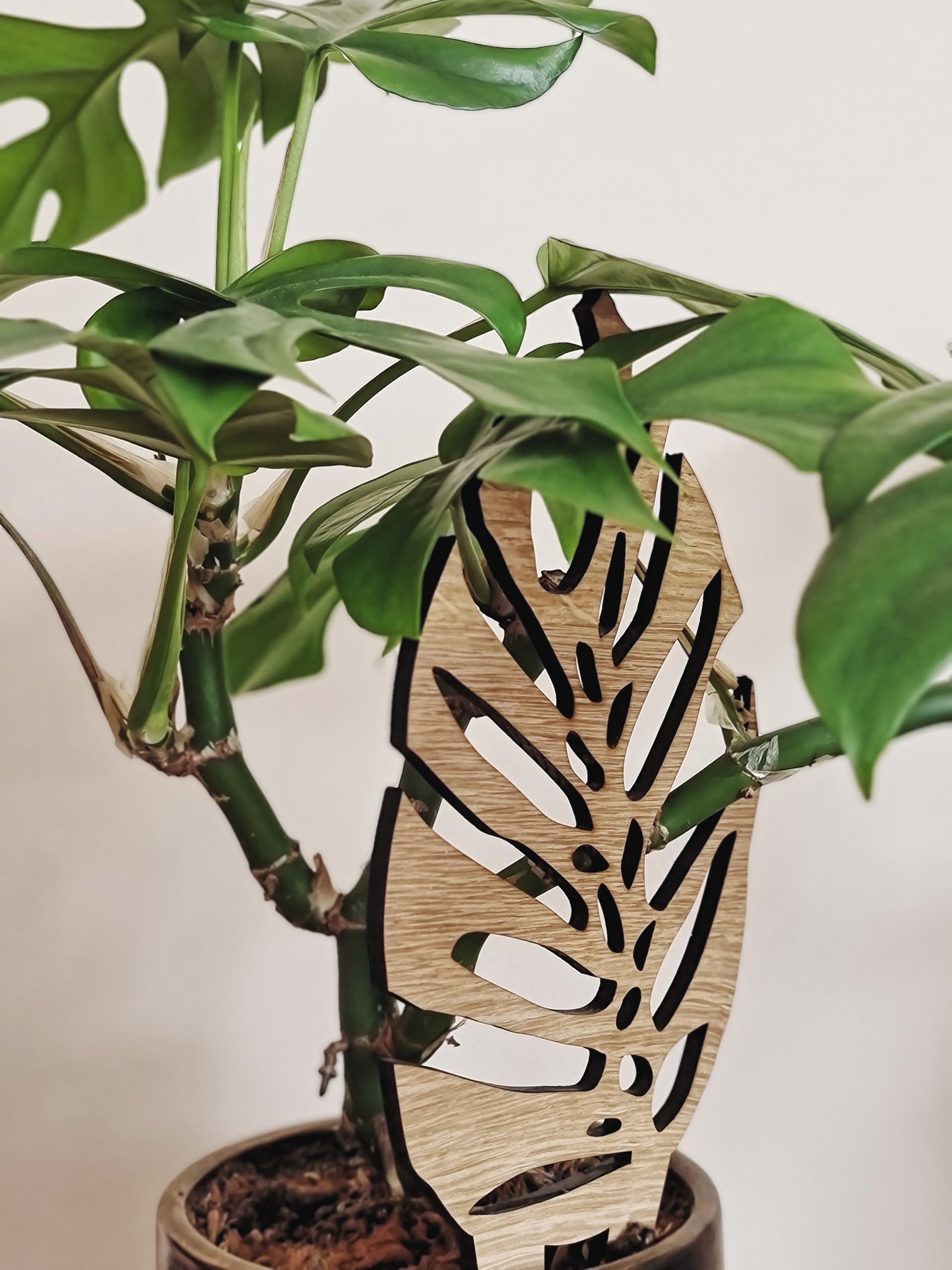 Woodream Monstera Pflanzenstütze aus Eichenholz 60 cm | Größe L | Natürliches Rankgitter - Blumengitter - Rankhilfe | Für Zimmerpflanzen | Innenraum Dekoration | Für Pflanzenliebhaber