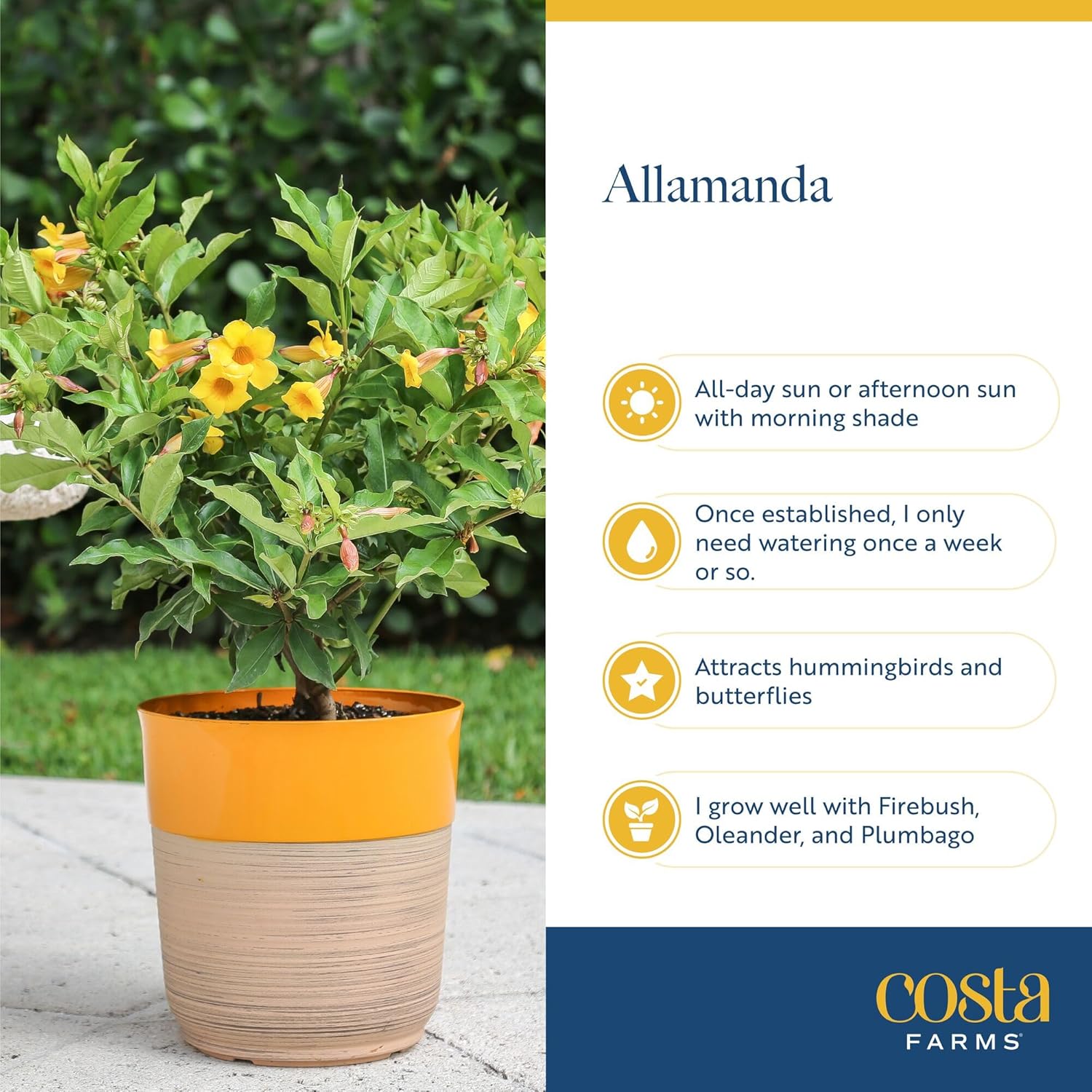 Costa Farms Allamanda Live Plant - Vibrant Yellow Trumpet Flowers, 2-3 Feet Tall Tropical Flowering Vine - Fast Growing Outdoor & Indoor Potted Plant - Pollinator Friendly