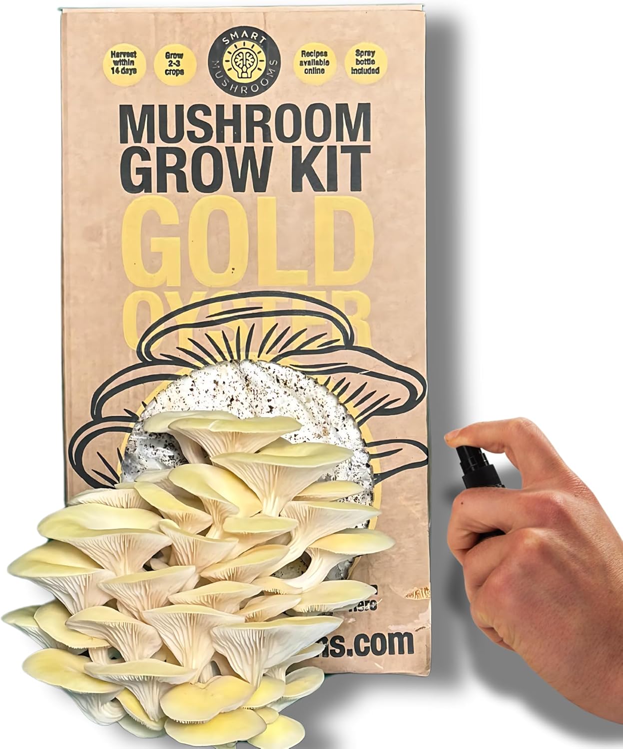 Smart Mushrooms Growing kit Gold Oyster XL Harvest in 14 days