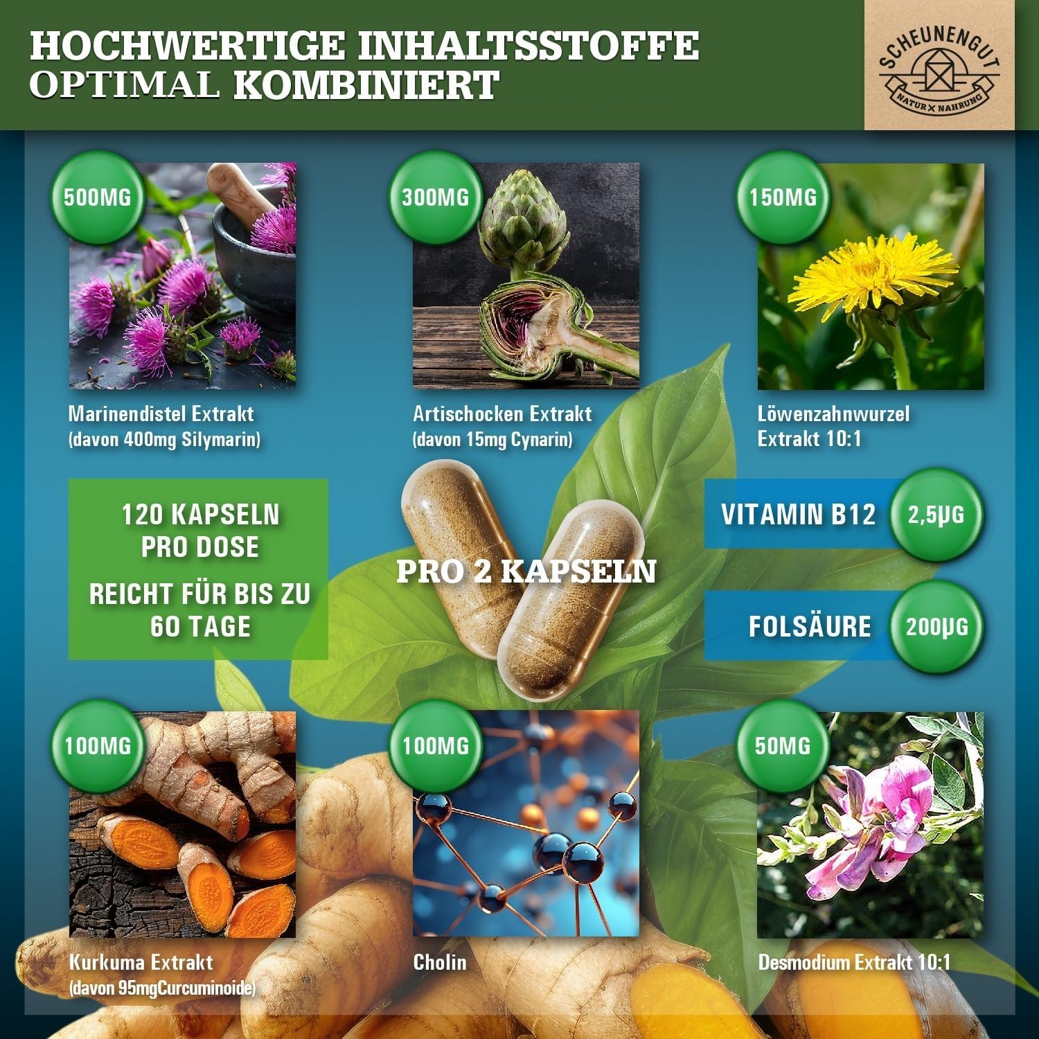 LEBER INTENSO®+ Leber Kapseln Hochdosiert -WICHTIG: Laborgeprüft mit Cholin, Mariendistel, Artischocke, Löwenzahn,Desmodium +80% Silymarin +5% Cynarin 120Stk DE SCHEUNENGUT®