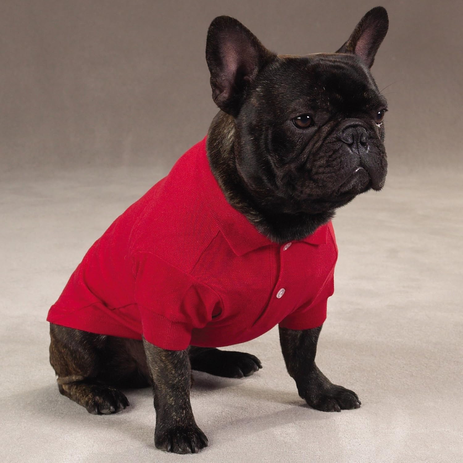 Zack & Zoey Cotton Polo Shirt for Dogs, 24" X-Large, Tomato Red : Pet Shirts : Pet Supplies