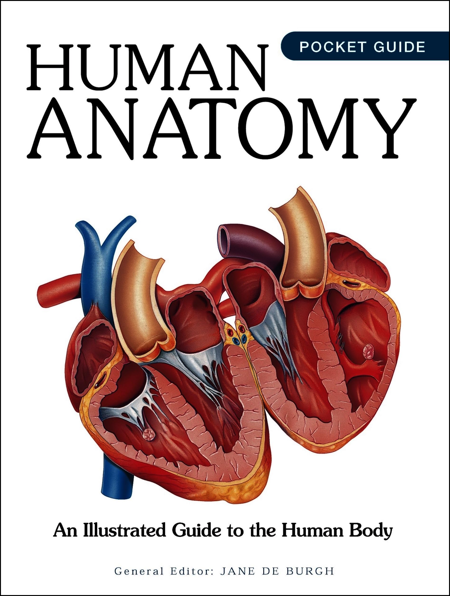 Human Anatomy: An Illustrated Guide to the Human Body (Mini Encyclopedias)