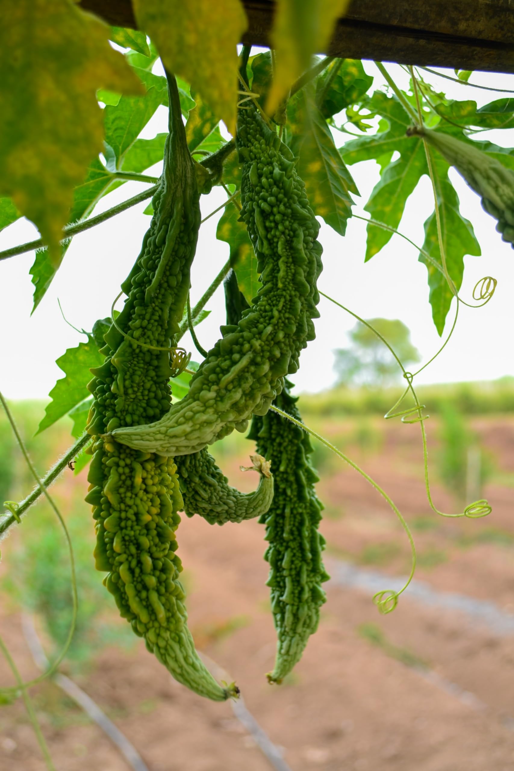 See full amazon price history chart for Bitter gourd seeds hybrid summer, High germination (12 seeds) Bitter gourd seeds hybrid summer, High germination (12 seeds) (B0CM6BBF9T) Amazon Price History, Amazon Price Tracker