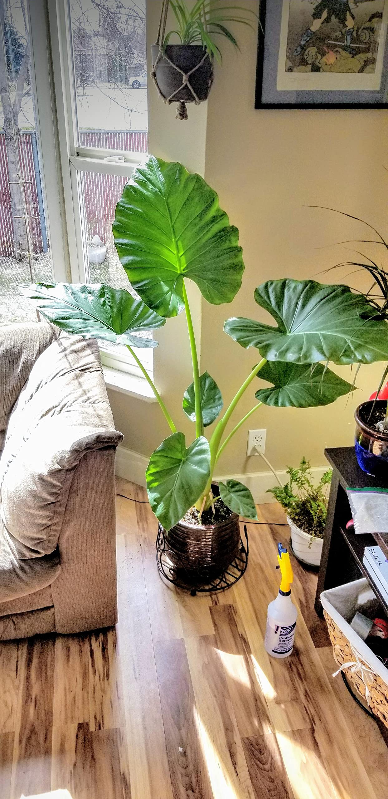 Amazon.com : Elephant Ear Alocasia - Live Plant in a 10 Inch Pot - Alocasia  'Ordora' - Florist Quality Air Purifying Indoor Plant : Patio, Lawn & Garden