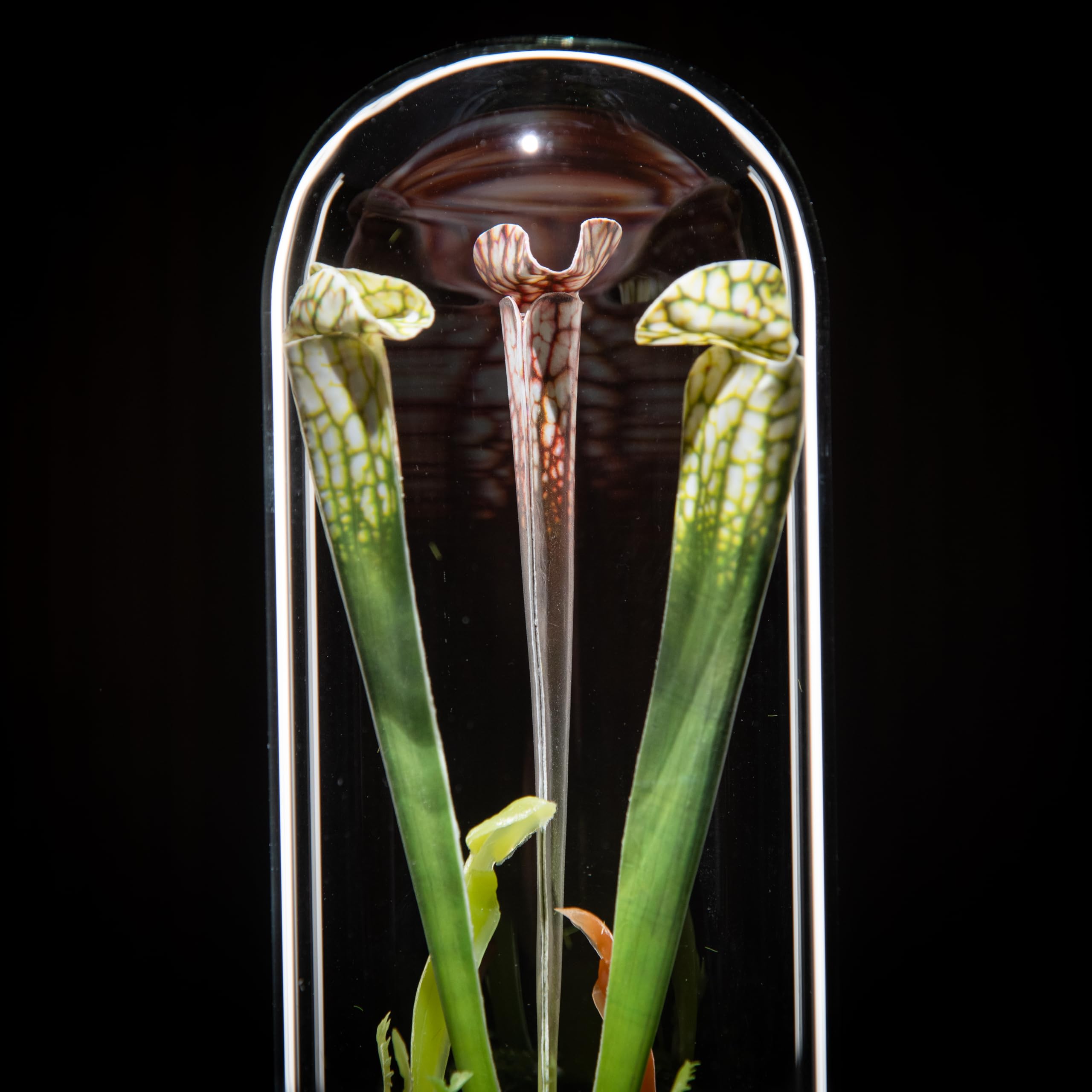 Plante Carnivore Artificielle sous Cloche en Verre pour décoration de bureau moderne