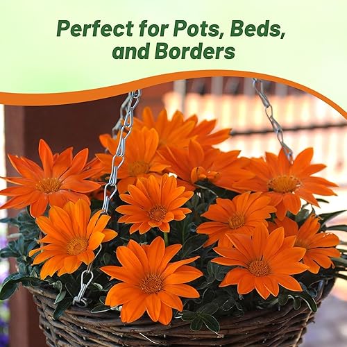 Miniatura 6 de Outsidepride Gazania - Plantas de jardín tolerantes al calor y la sequía de naranja y cobertura del suelo, 50 semillas