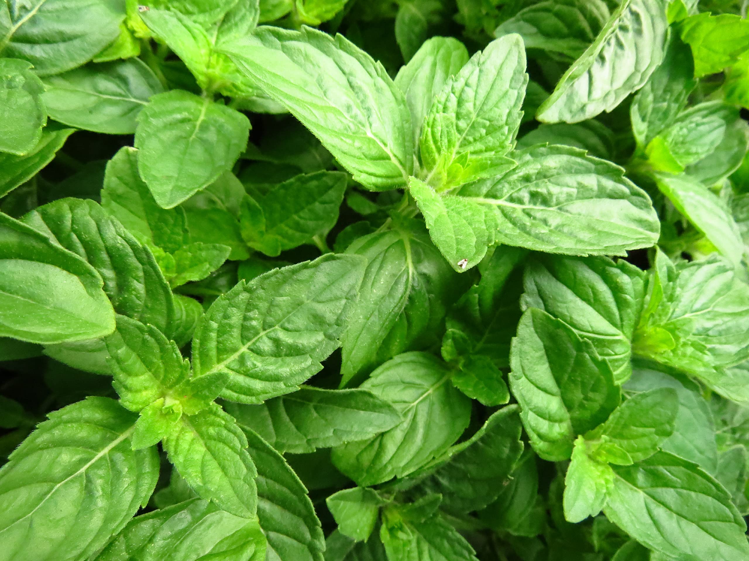 Italian Basil Seeds - Grow Fresh Herbs at Home -7