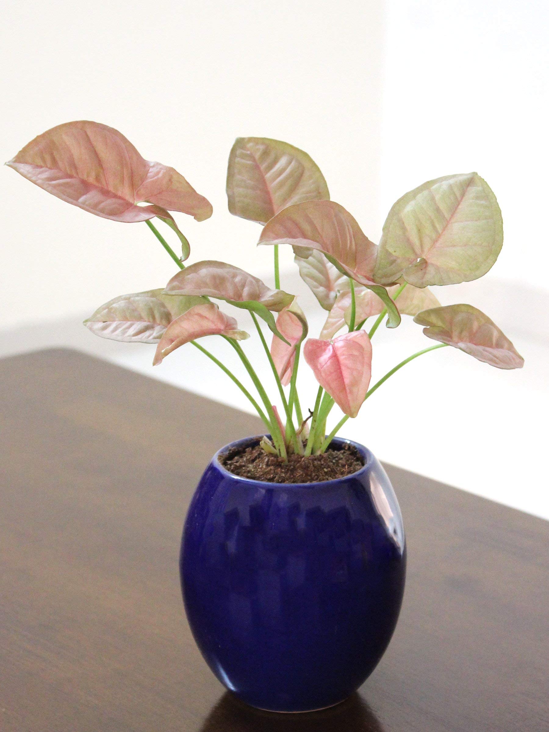 Blue Ceramic Plant Pot with Syngonium - Feng Shui Gift -2