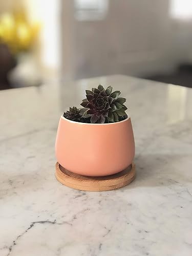 Miniatura 5 de Macetas redondas de cerámica para suculentas de 3 pulgadas con drenaje, bandeja de bambú, paquete de 3 unidades