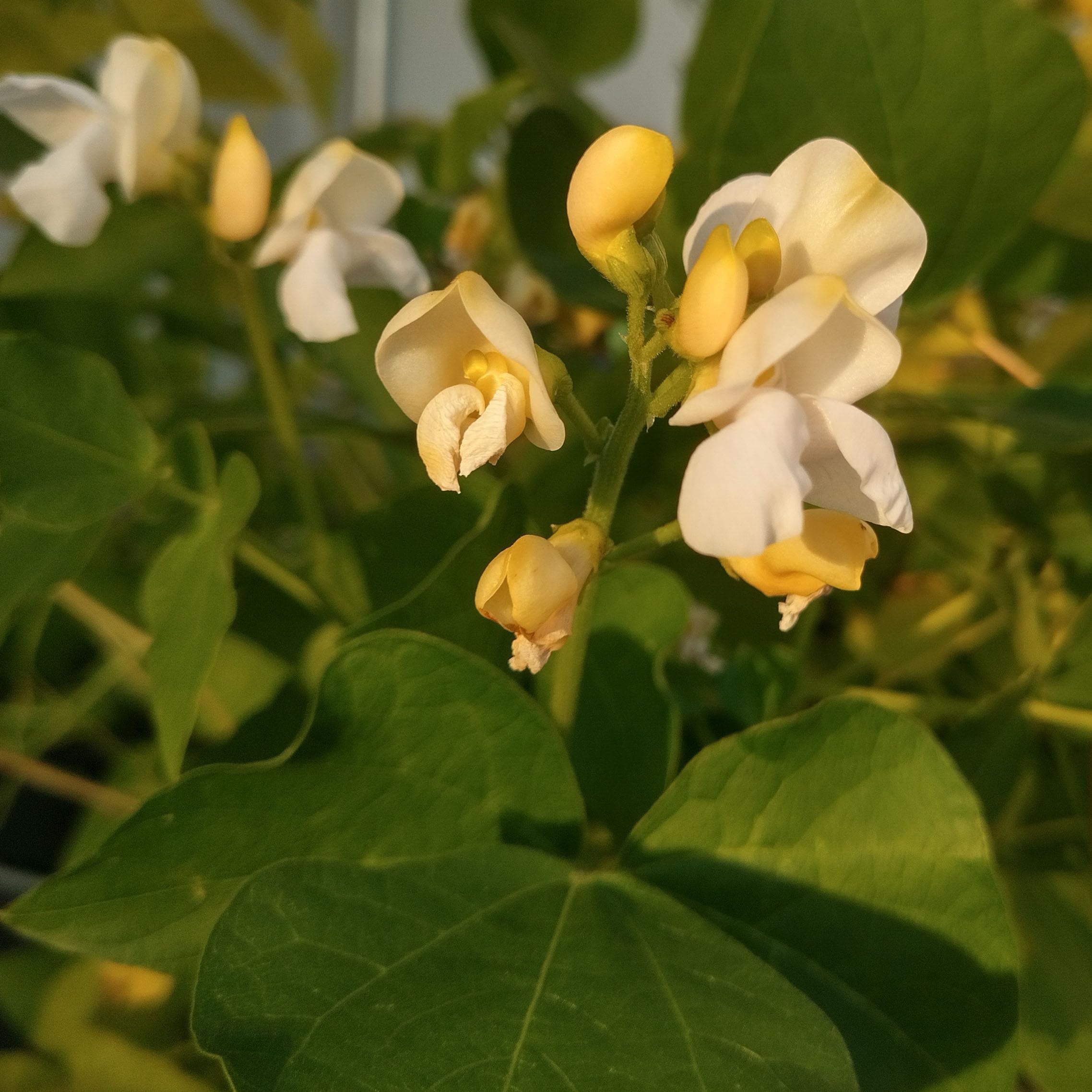 Grecka fasola olbrzymia "Gigantes" (Phaseolus coccineus) ok. 20 nasion