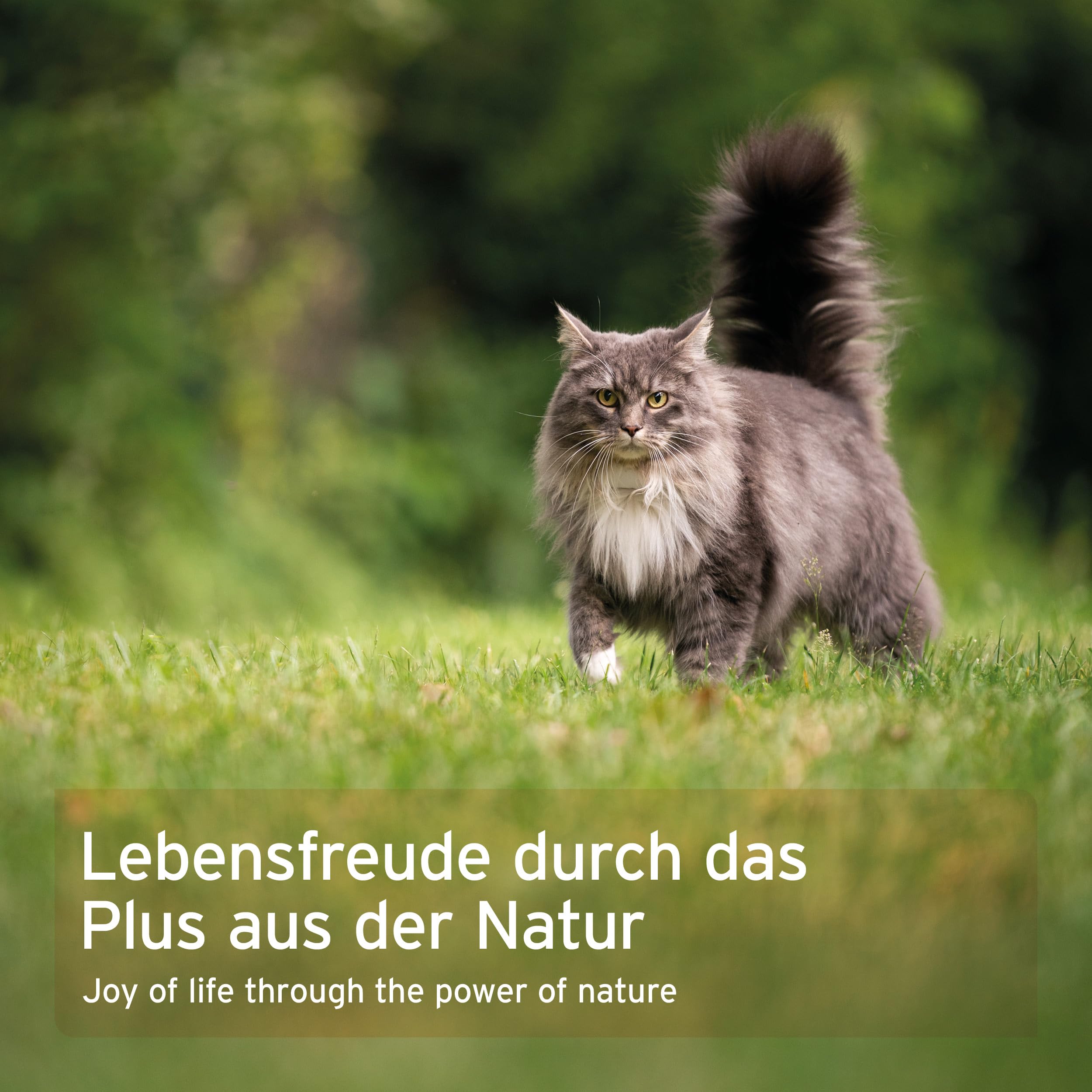 AniForte WermiX Poudre pour Chats 25g - Produit Naturel Avant, Pendant et après Une infestation de vers avec des saponines, de l'absinthe, des Herbes Naturelles harmonisent l'estomac et l'intestin