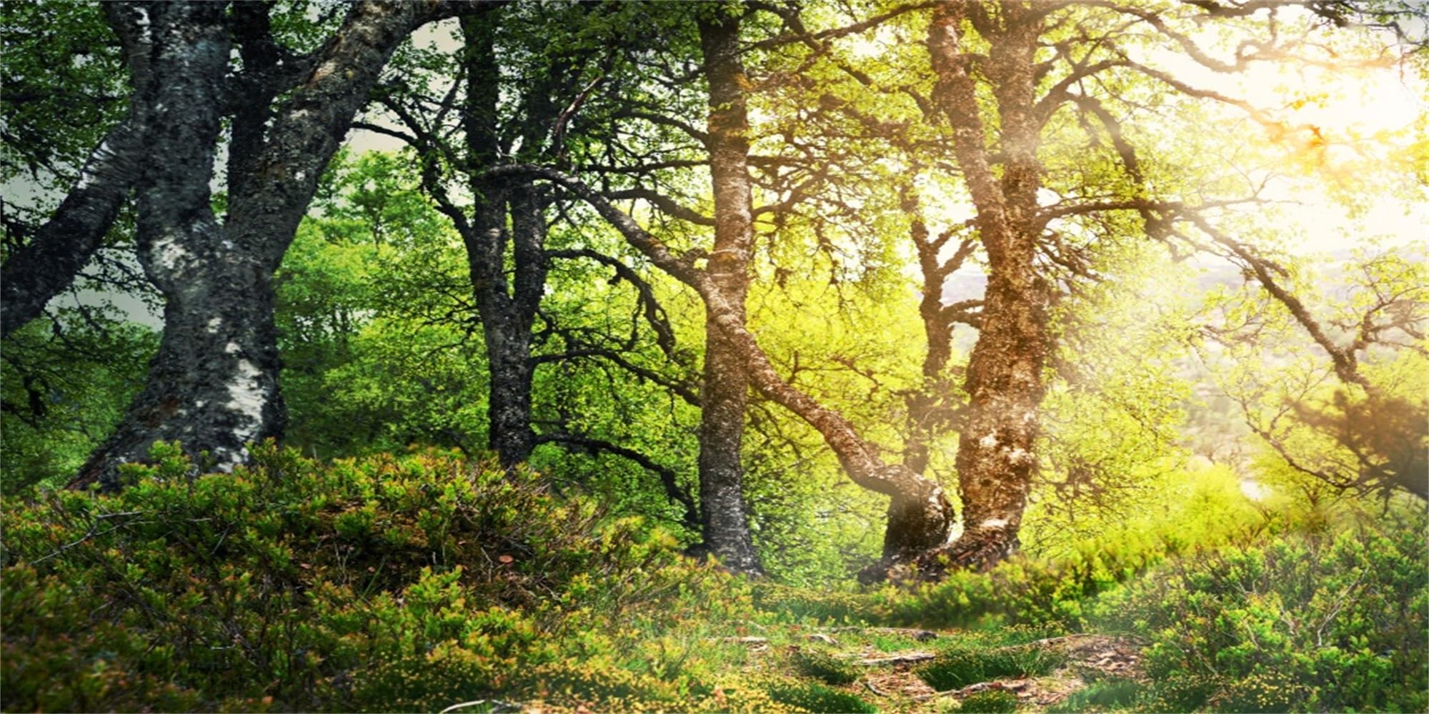 MIRRORANG 91x41cm Forest Terrarium Background Tropical Aquarium Background Sunny Huge Trees Reptile Habitat Background Durable Vinyl Background — image 1