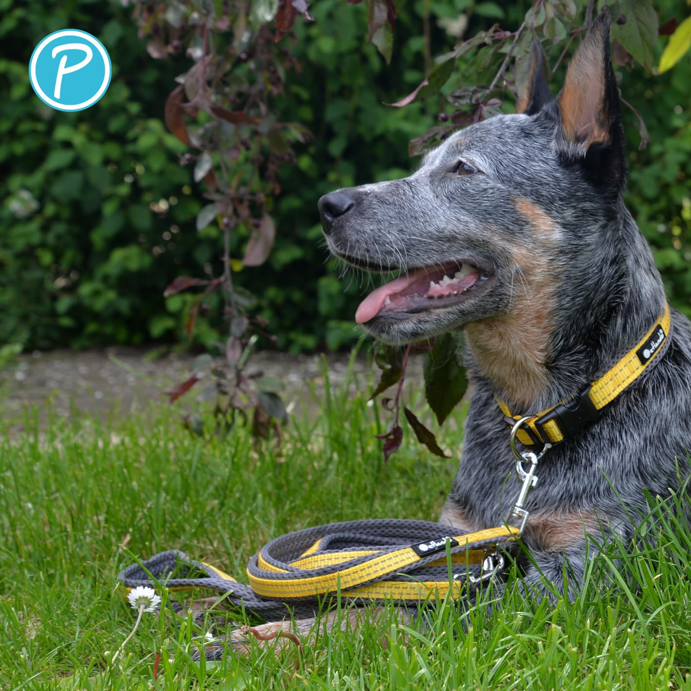 Petlando Hundeleine Outdoor mit Sicherheitsgriff, Petrol, 300x3cm | Für große Hunde, 3-fach verstellbare Führleine, reflektierend, weiche Mesh-Polsterung, starke Karabiner, Umhängeleine