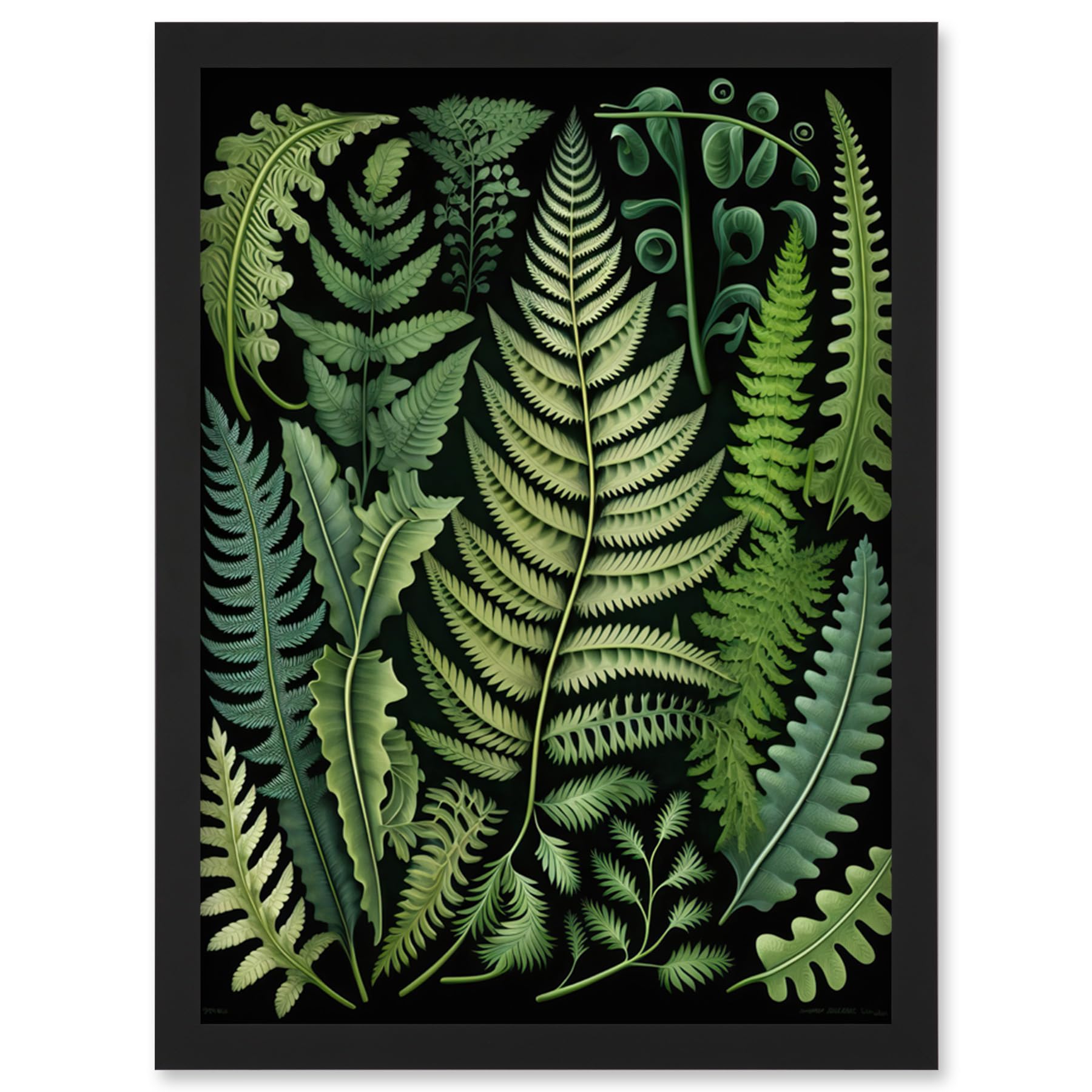 Artery8 Framed Wall Art Print - Ernst Haeckel Style Fern Fronds Leaf Illustration - A4 - Black