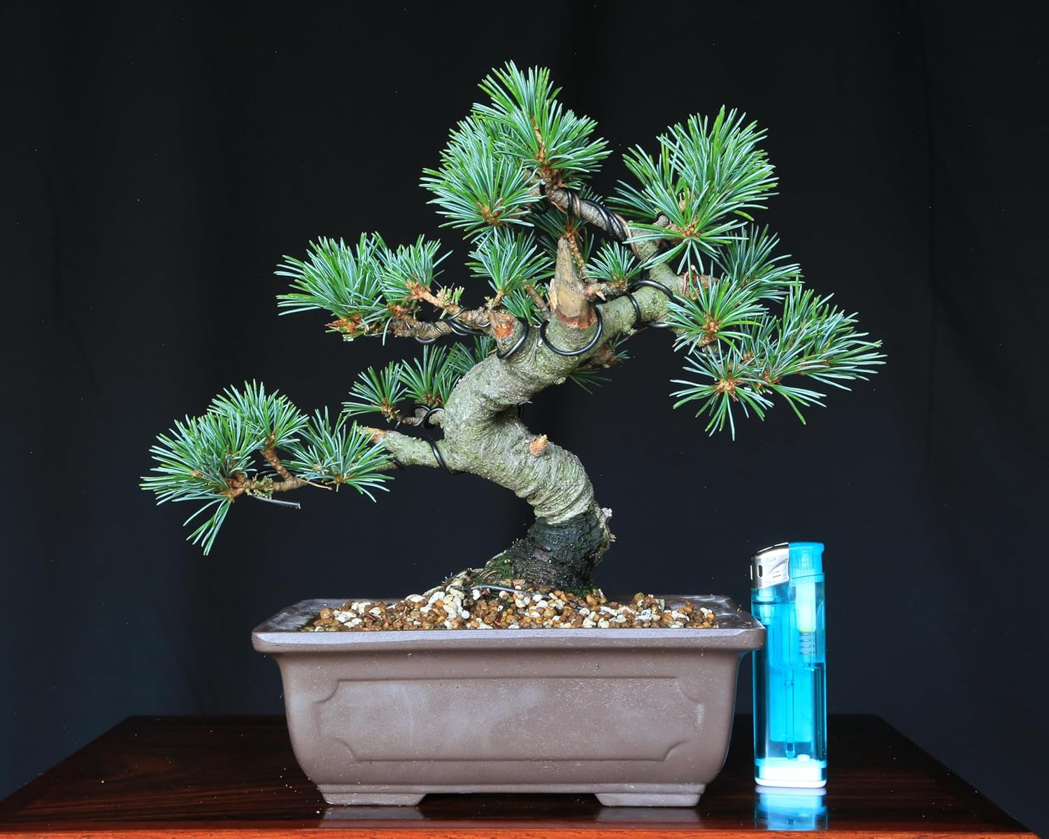 富士ブナ 盆栽(タキイの苗を購入)