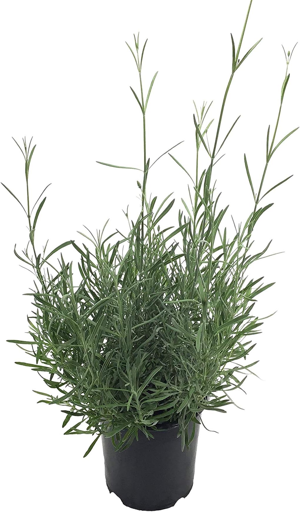 Lavender Provence (Lavandula x.)