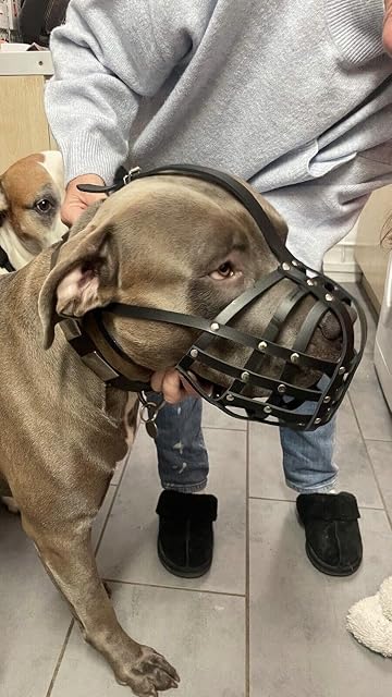 Foto 3 de 6 de Bozal de piel auténtica para perro American Bully, Bully XL y otros hocicos similares (cuero negro, AB4)