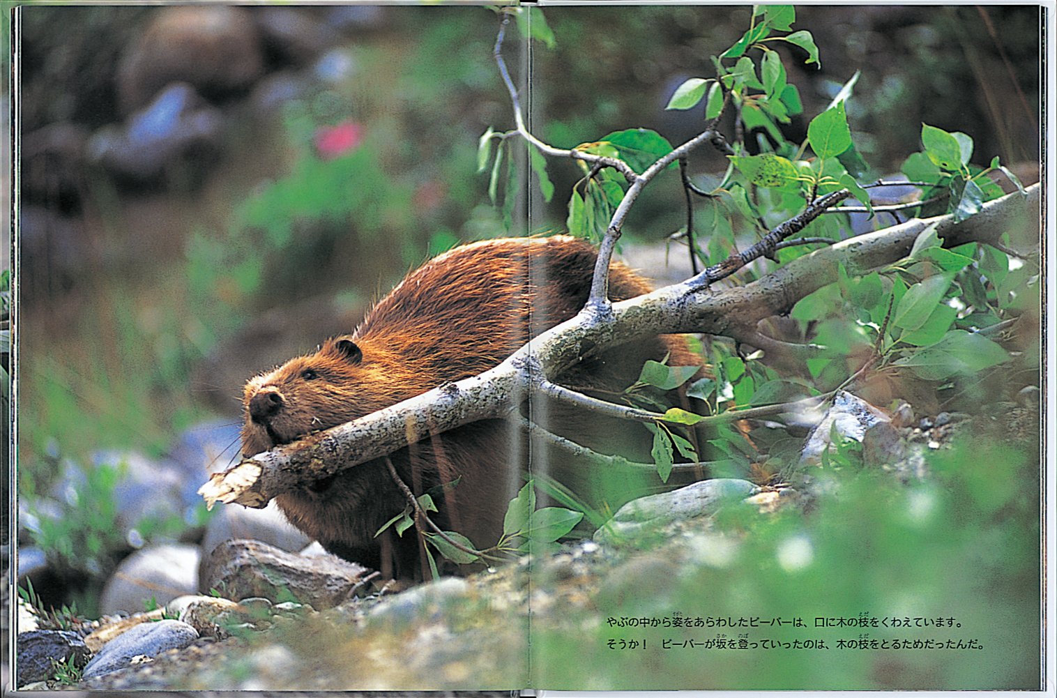こんにちは ビーバー たくさんのふしぎ傑作集 佐藤 英治 佐藤 英治 本 通販 Amazon
