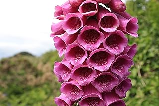Digitalis PURPUREA Classic Wild Foxglove Hardy BIENNUAL Flower Loved by Bees Pack of Seeds