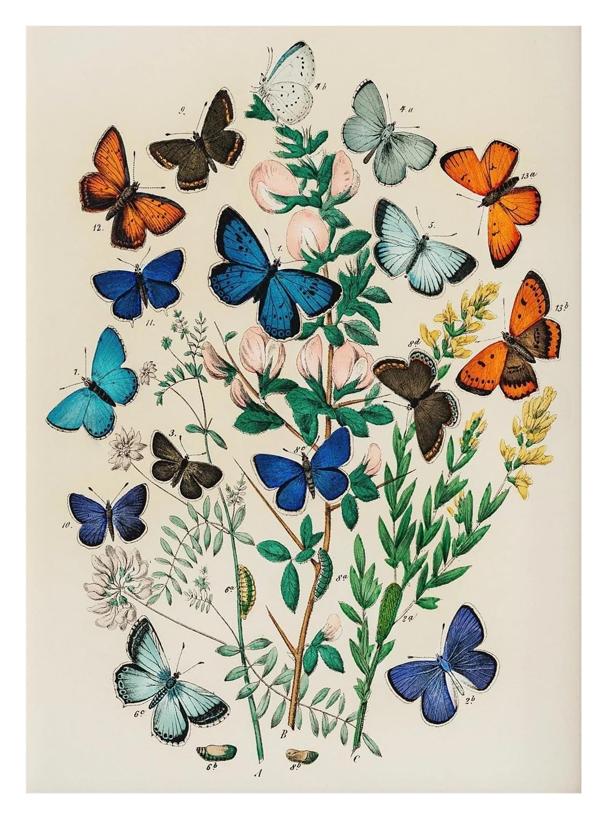 Affiche botanique florale pour égayer un mur blanc avec douceur et élégance