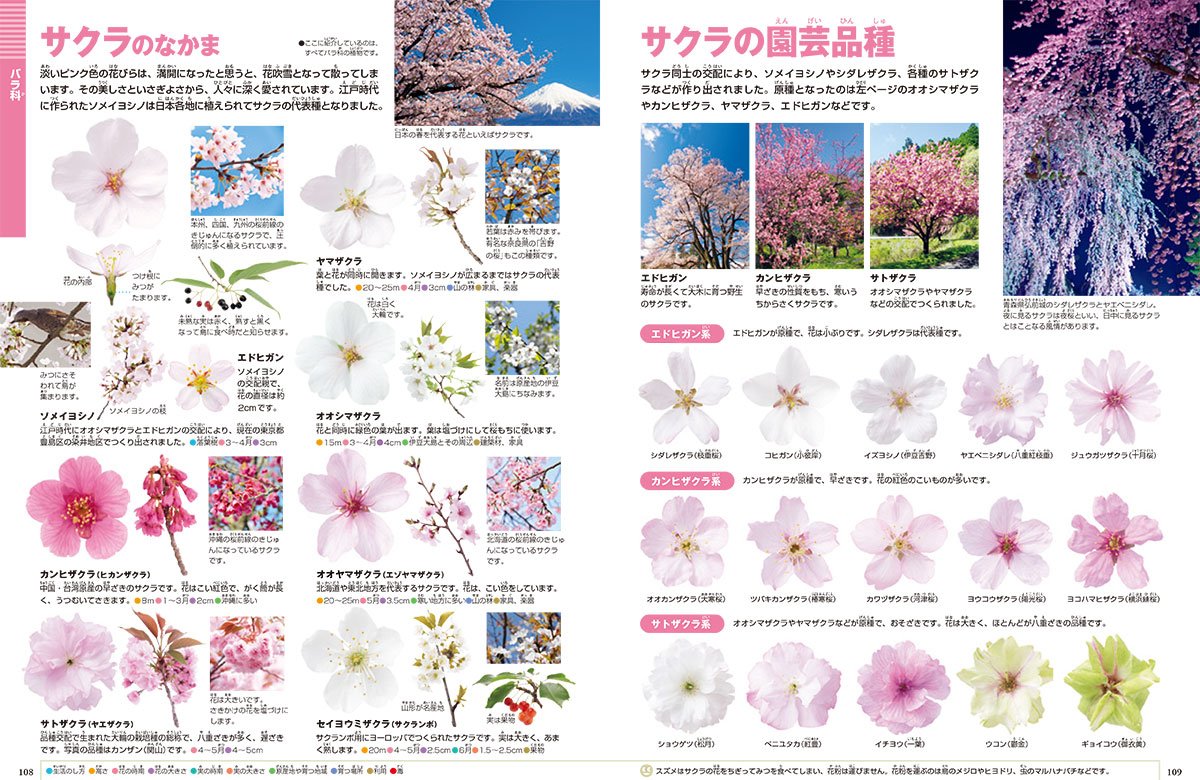 Dvd付 花 小学館の図鑑 Neo 多田 多恵子 多田 多恵子 多田 多恵子 大作 晃一 亀田 龍吉 本 通販 Amazon Dvd付 花 小学館の図鑑 Neo 多田 多恵子 多田 多恵子 多田 多恵子 大作 晃一 亀田 龍吉 本 通販 Amazon