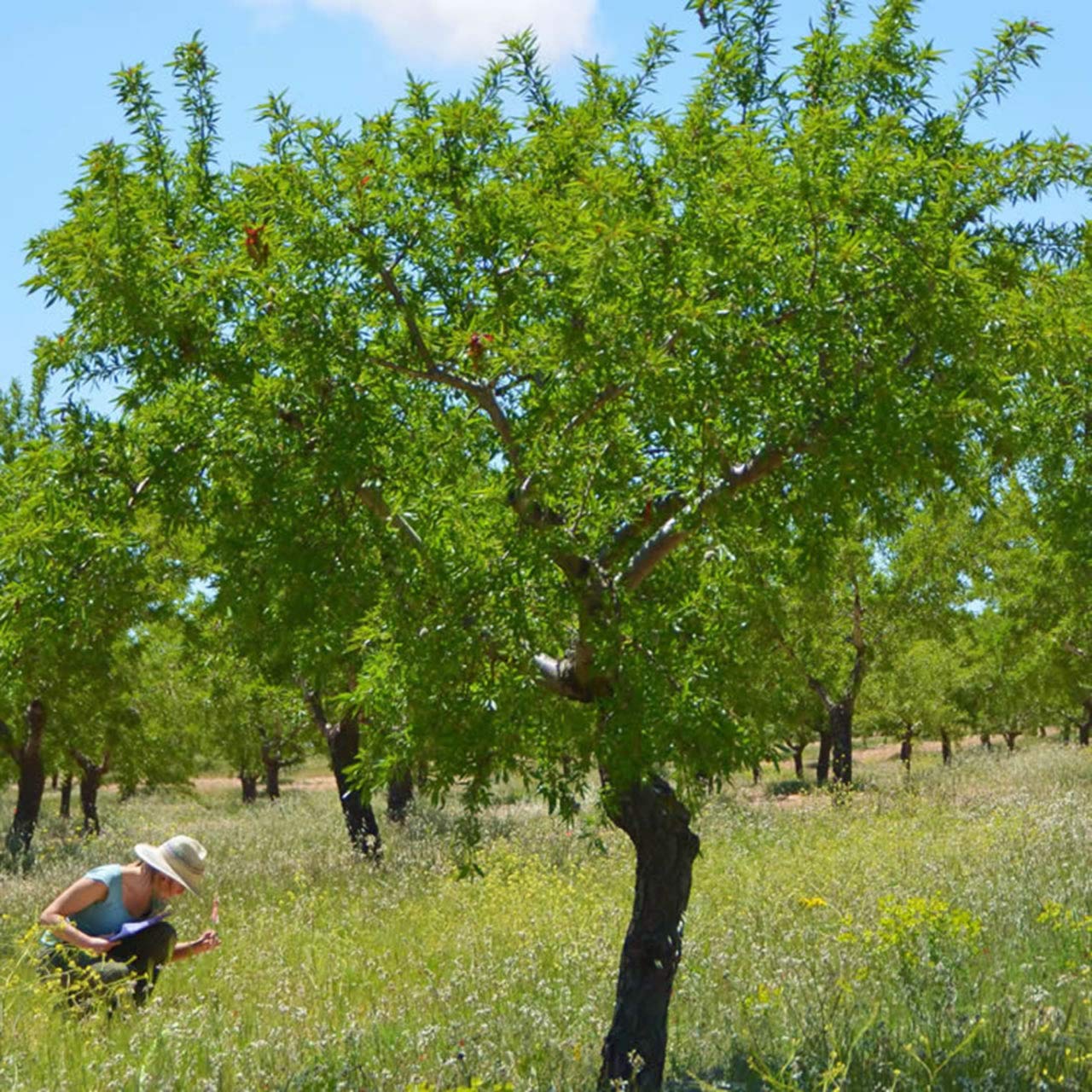 Bio-Mandelöl 500ml, kaltgepresst im Schwarzwald aus spanischen Süßmandeln aus regenerativer Landwirtschaft