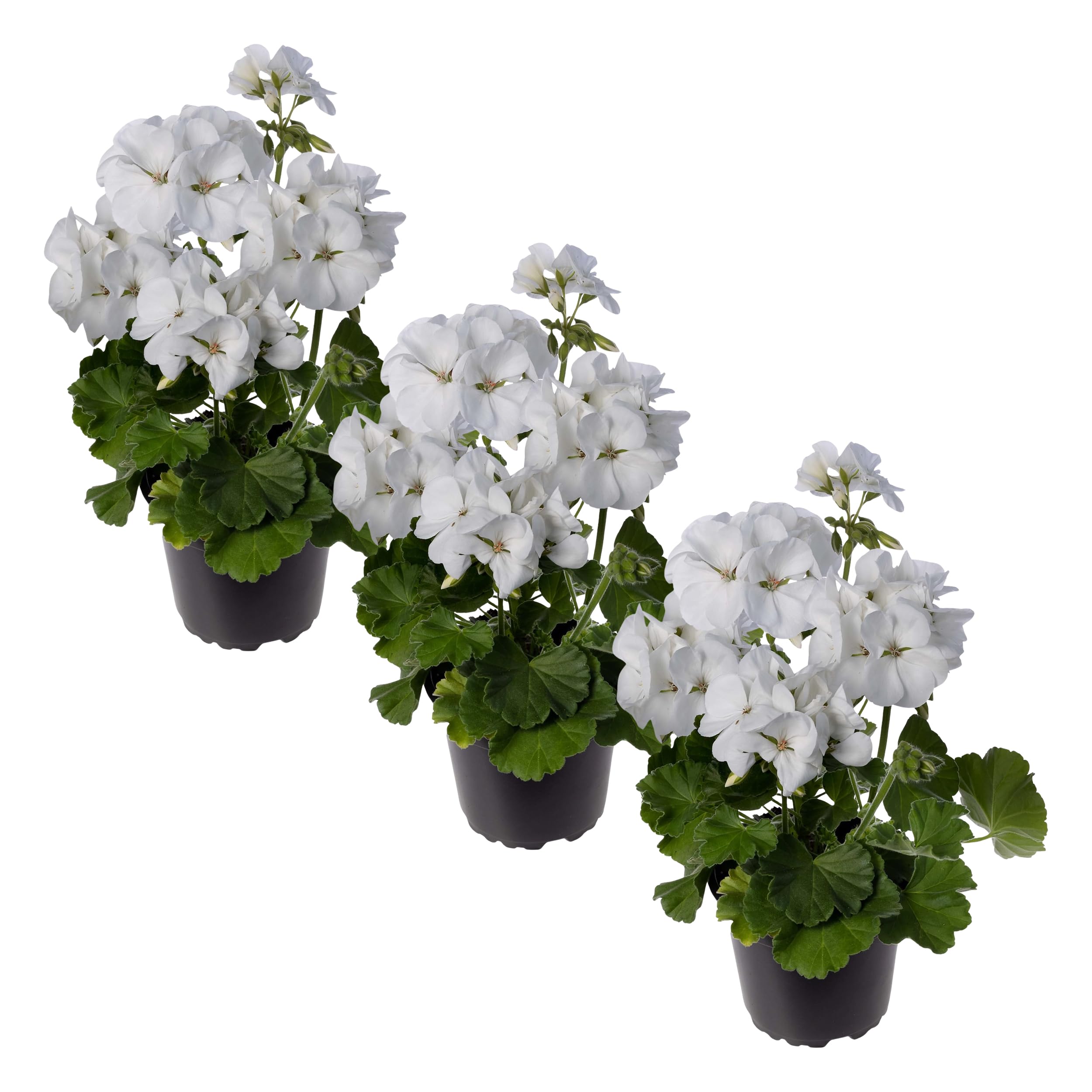 Live Zonal Geraniums White