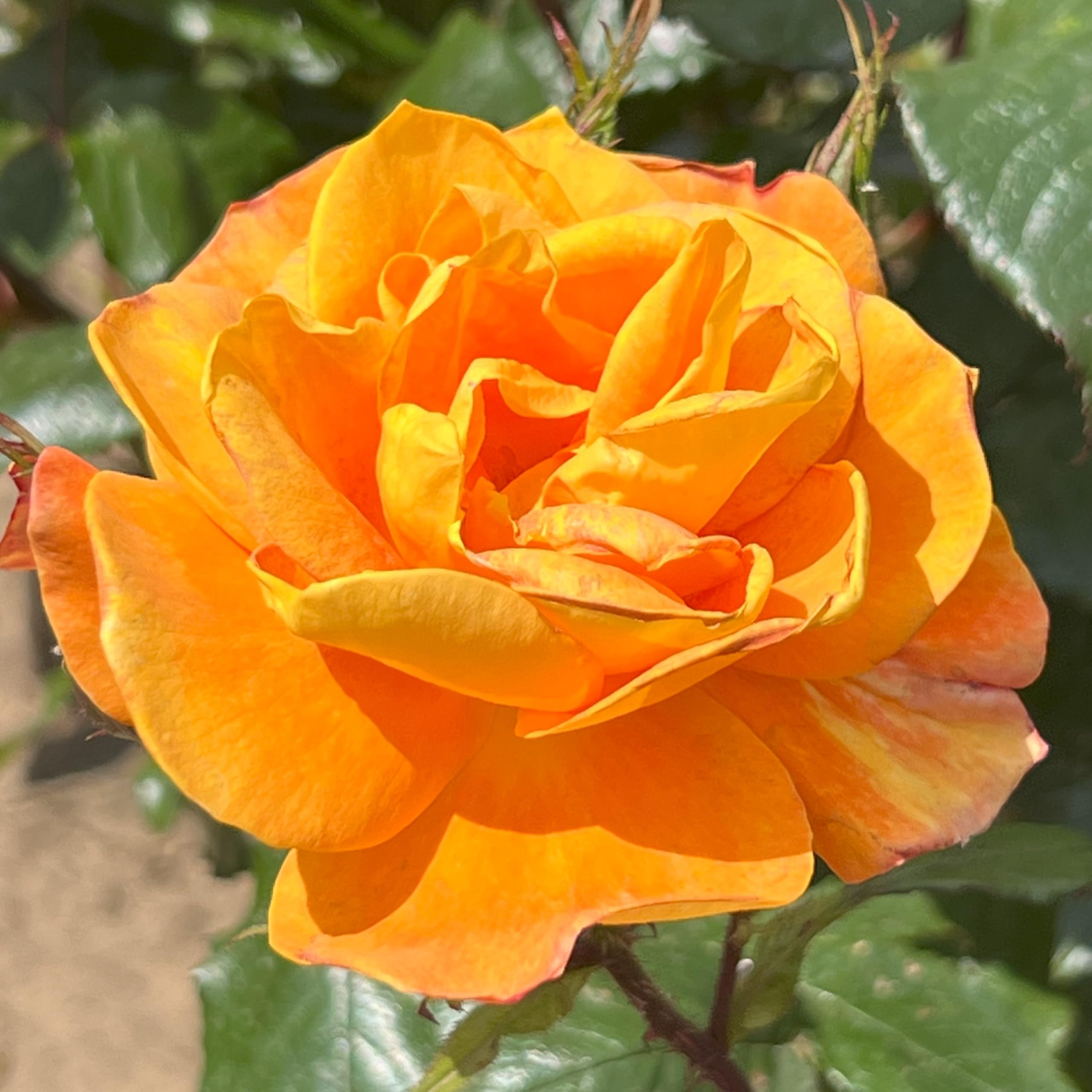Sweet Sally - 5.5lt Potted Floribunda Garden Rose Bush - Tangerine Orange, Peach Tones - Exclusive
