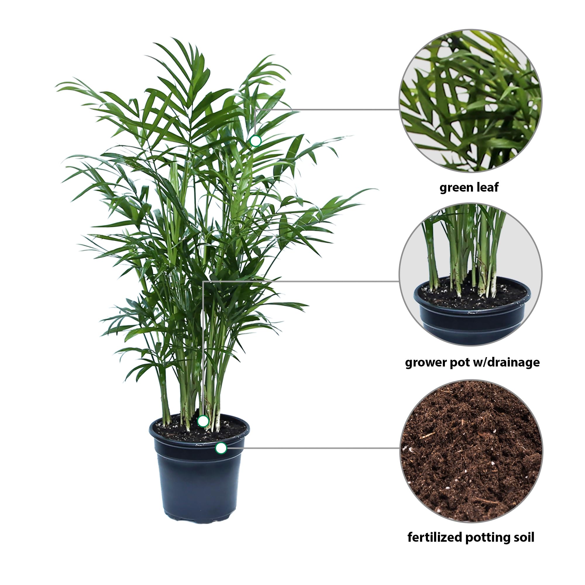 Amazon.com : Live Palm Chamaedorea Elegans, Parlor Palm, Palm Houseplant,  Grandma Birthday Gift, Office Plant, Christmas Gift, Fully Rooted  Houseplant in 4" Pot : Patio, Lawn & Garden