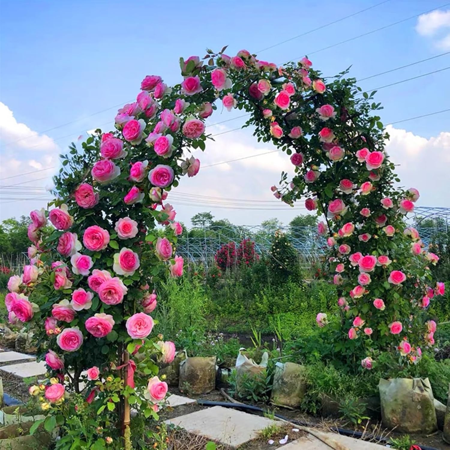 Garden Arches for Climbing Plants, Rose Arch, Pergola Arbor, Outdoor Garden Arbor Wedding Arches for Outdoor and Indoor Party Decoration(Green,200x230x25cm)