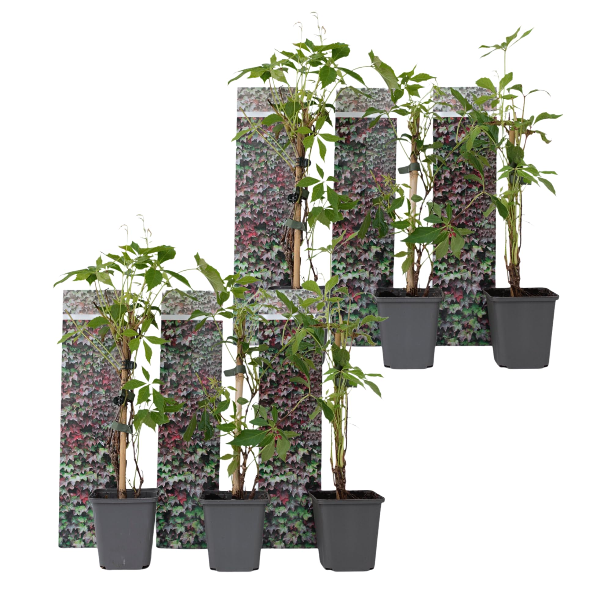 Plant in a Box - Parthenocissus quinquefolia - Set de 6 plantes grimpantes - Vigne vierge à cinq folioles - Pot 9cm - Hauteur 30-40cm