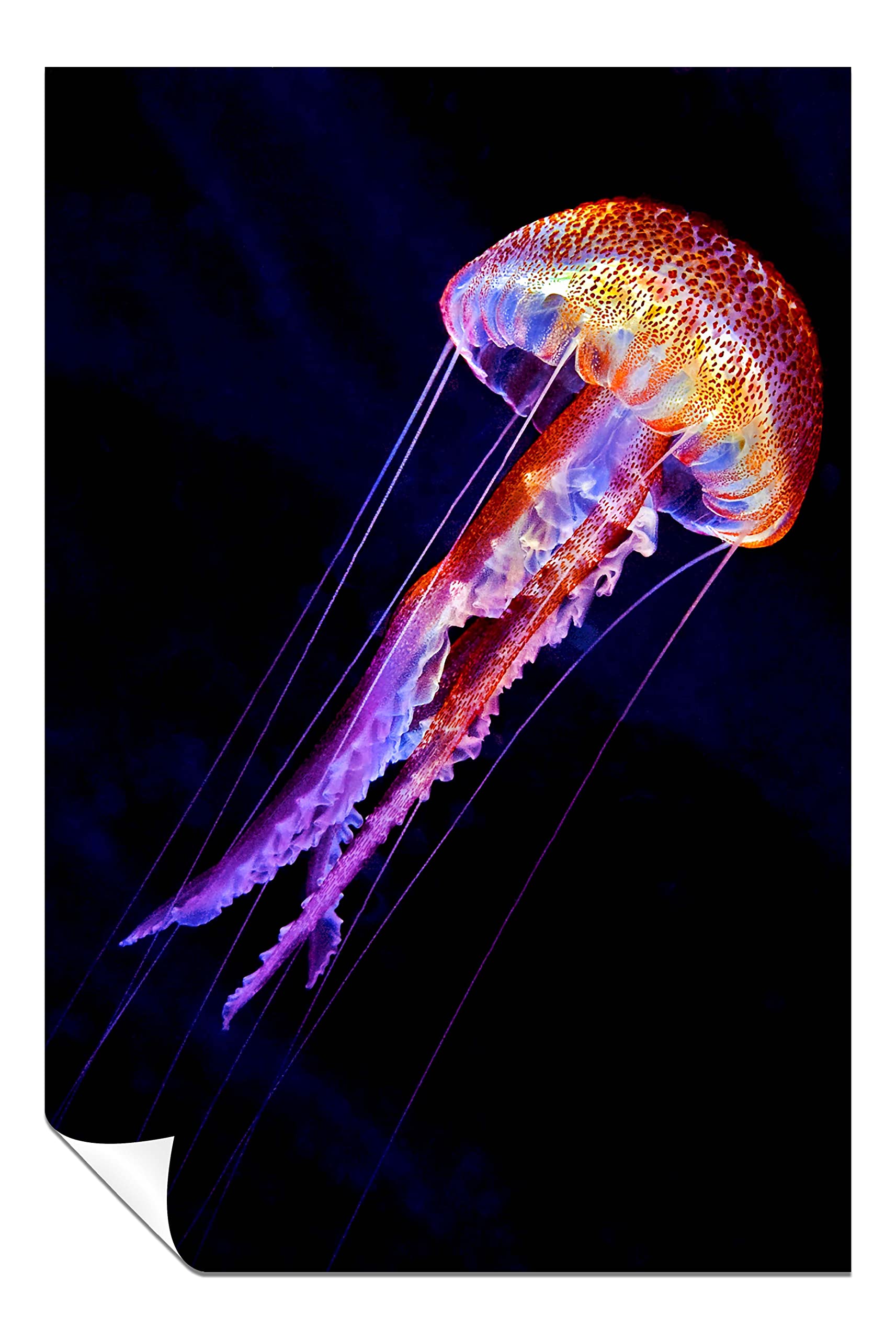 Panther Print Fine Art Prints Colorful Glowing Jellyfish underwater Artistic Unframed Poster, Pictures for Home Walls, Bedroom, Living Room & Bathroom Decor 31x20cm (12x8in)