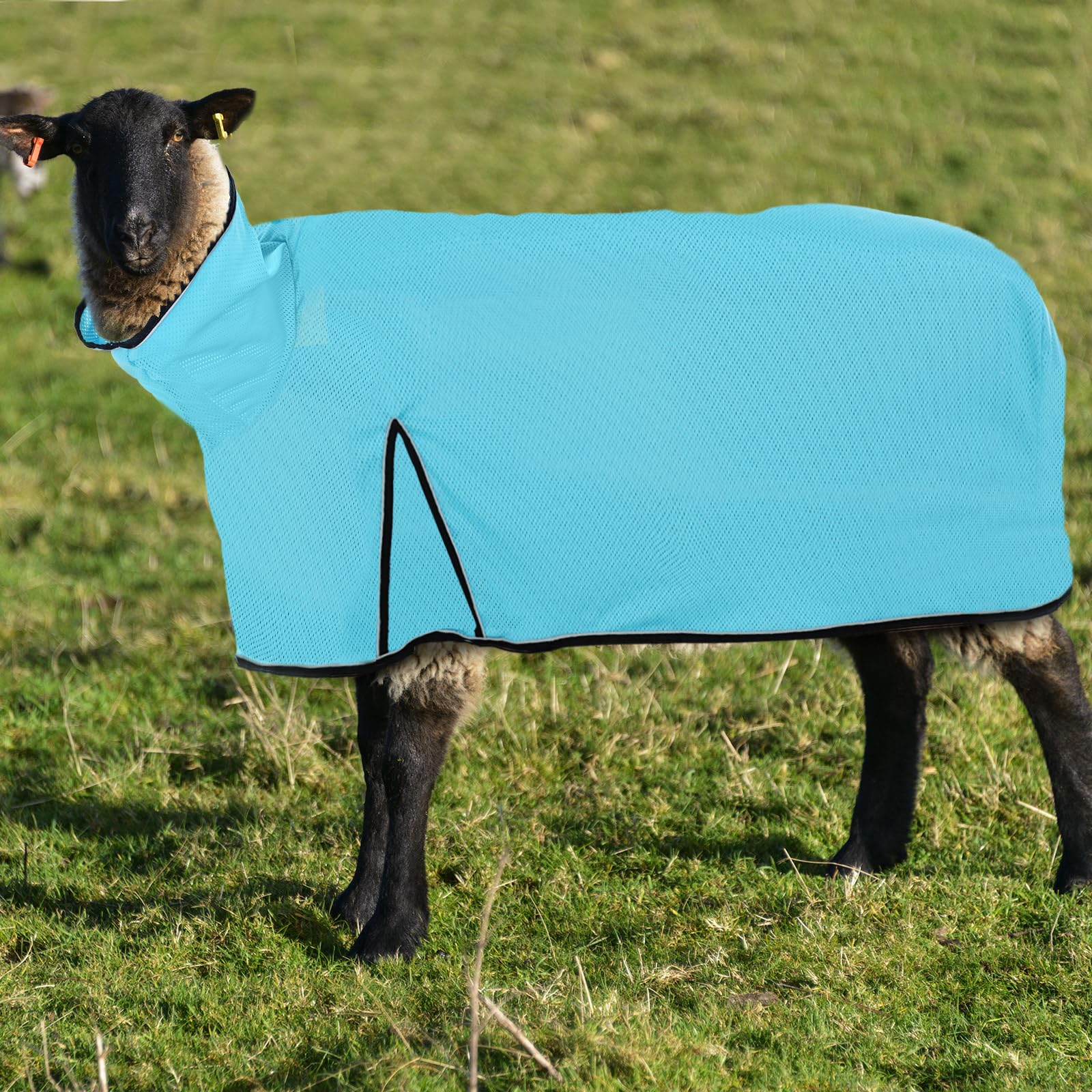 View 6