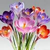 Saffron Crocus Bulbs for Planting – Produce Edible Saffron, Hardy Autumn Blooms for Garden & Pots,Hardy Perennial, Excellent Display-8bulbs-A