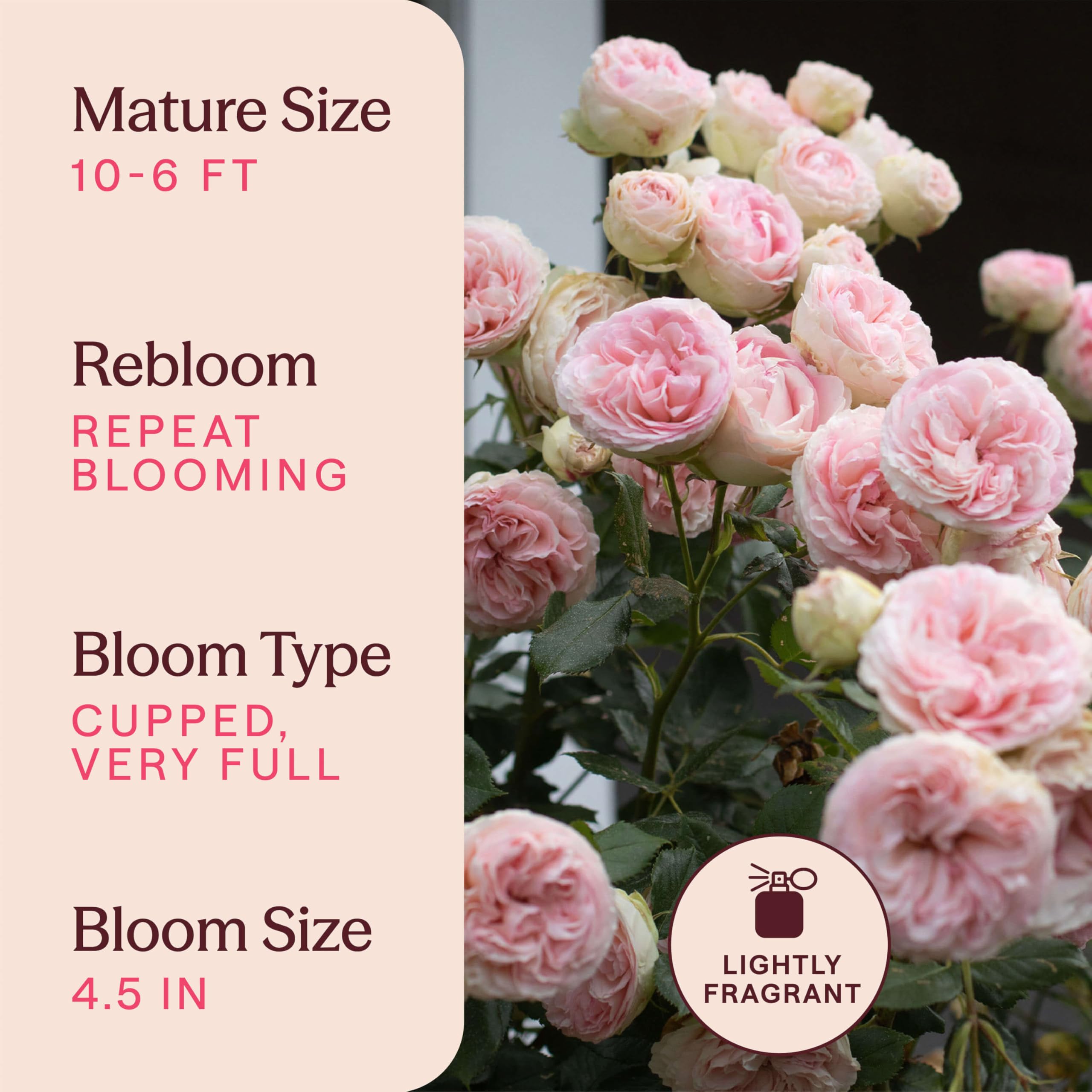 Amazon.co.jp: Heirloom Roses Eden Climber® ローズプラント