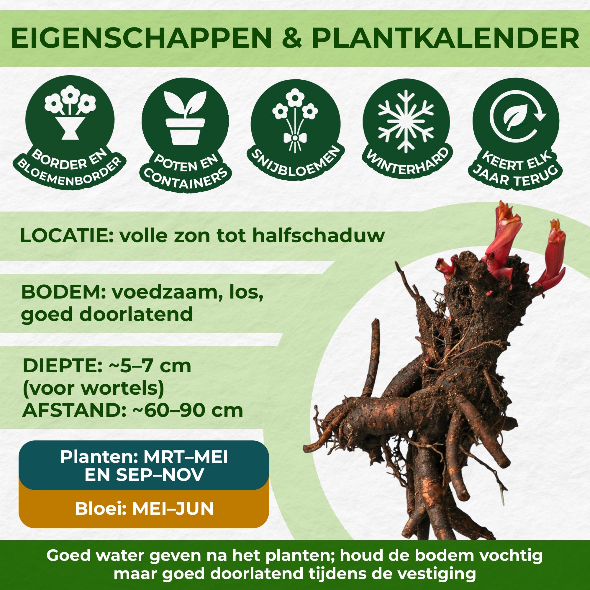 Het Magenta Boeket Die Van Het Bloemenhuwelijk Grote Pioenen, Witte Fresia's En Groen Kenmerken