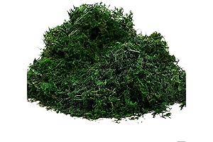 Byher Dry Moss for Terrariums and Fairy Gardens