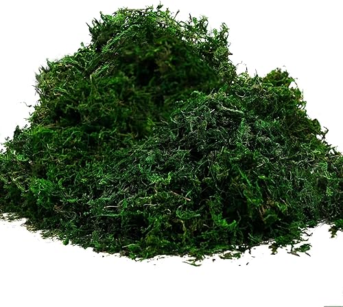 Byher 92926 - Musgo de bosque, verde fresco, 8 onzas (200 pulgadas cúbicas)