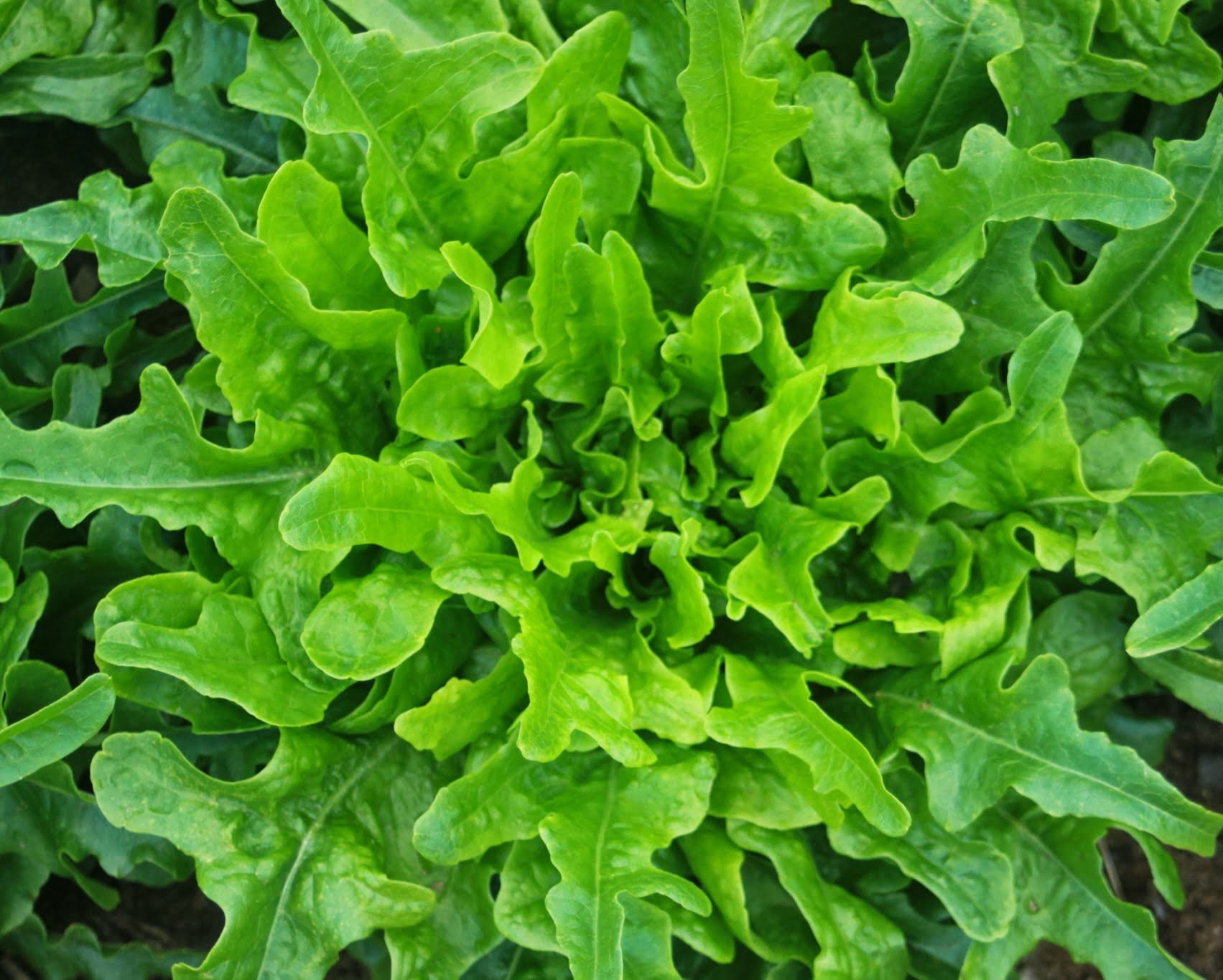 National Gardens Oak Leaf Lettuce Seeds (B094YMRL4S) Amazon Price History, Amazon Price Tracker